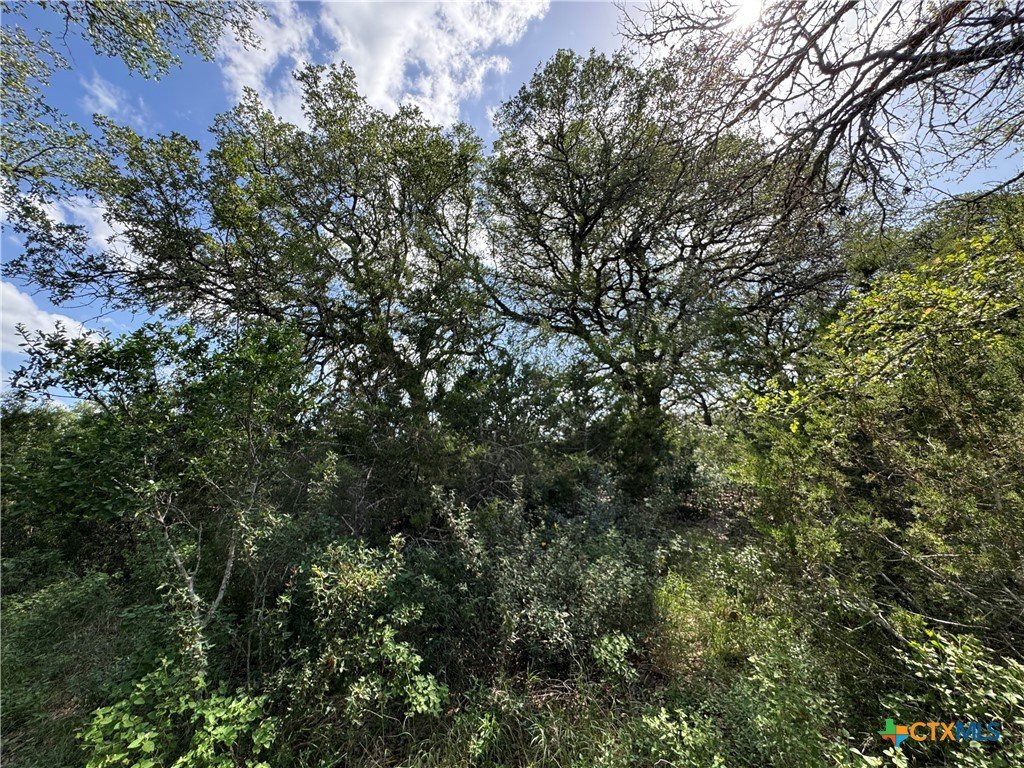 Dense trees and shrubs under a partly cloudy sky.