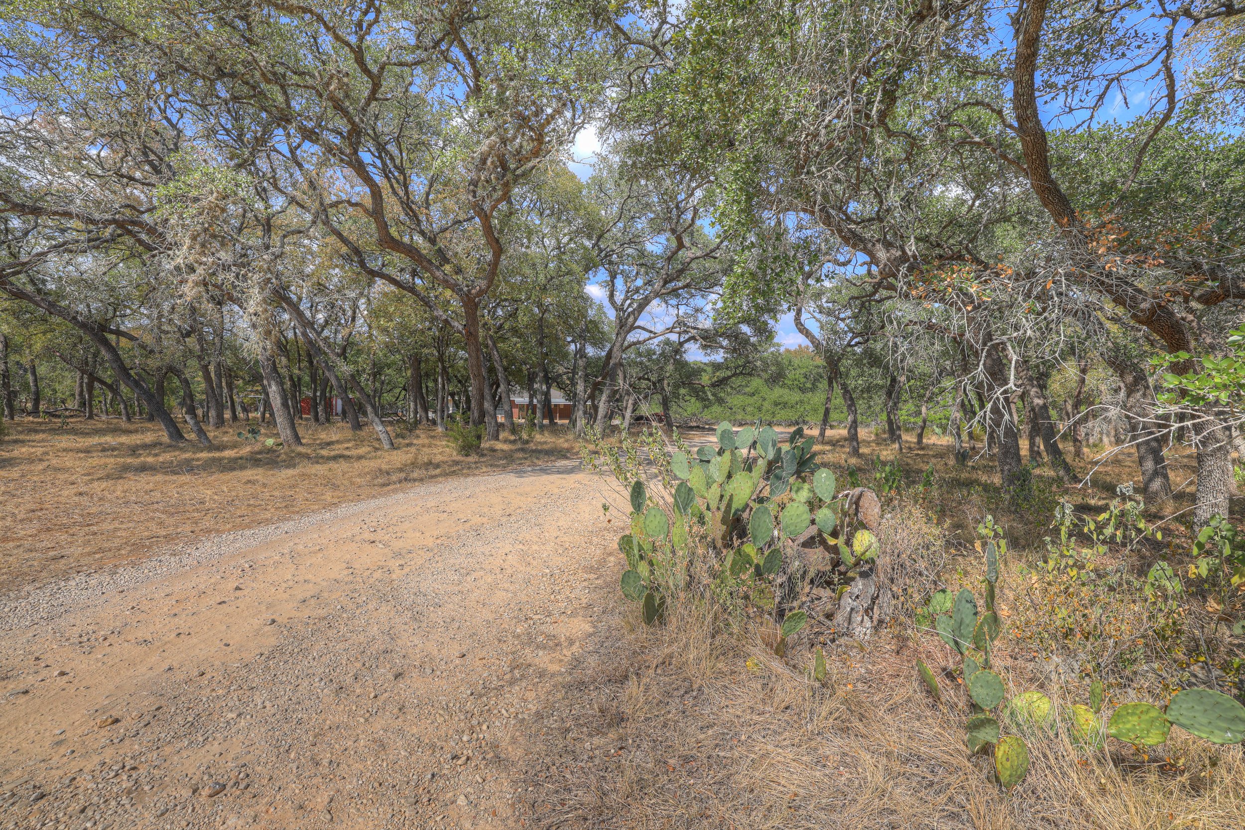 A dirt road winding through a dry, wooded landscape with cactus plants and sparse grass under a bright blue sky.