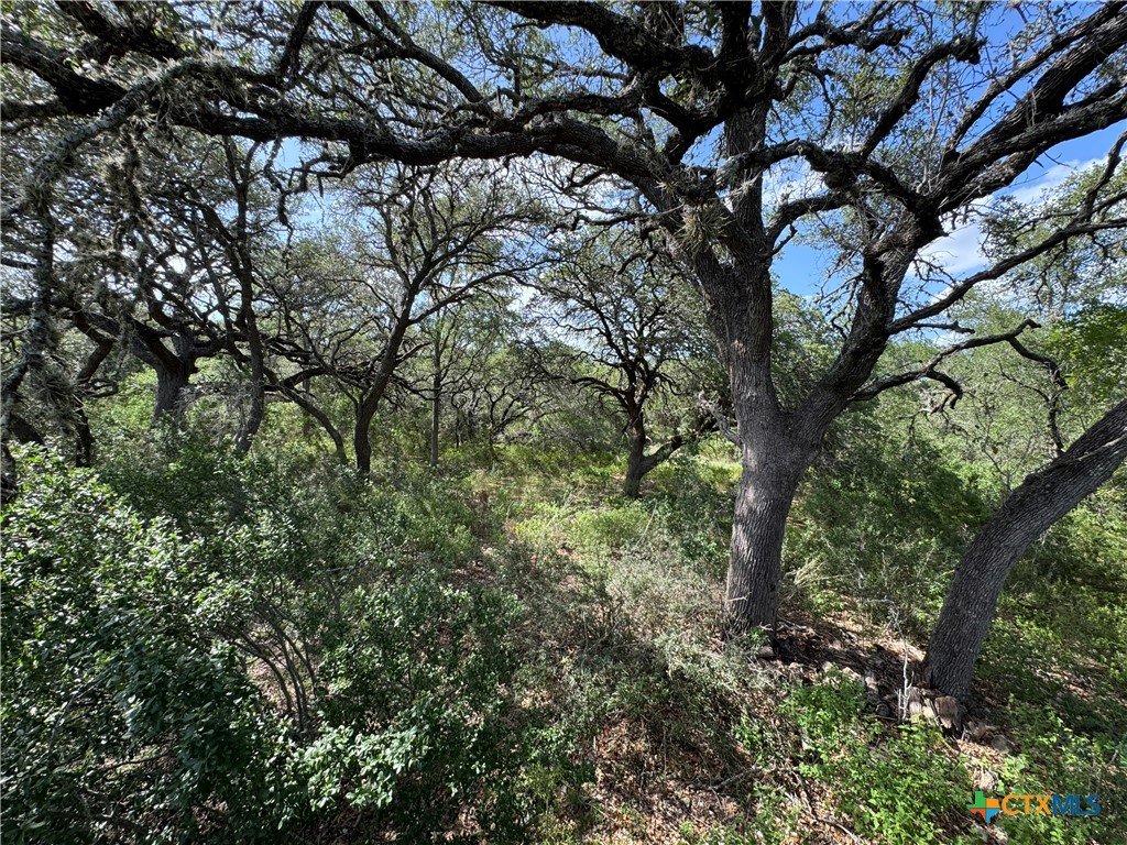 A forest with leafless trees and green shrubbery, under a partly cloudy sky.