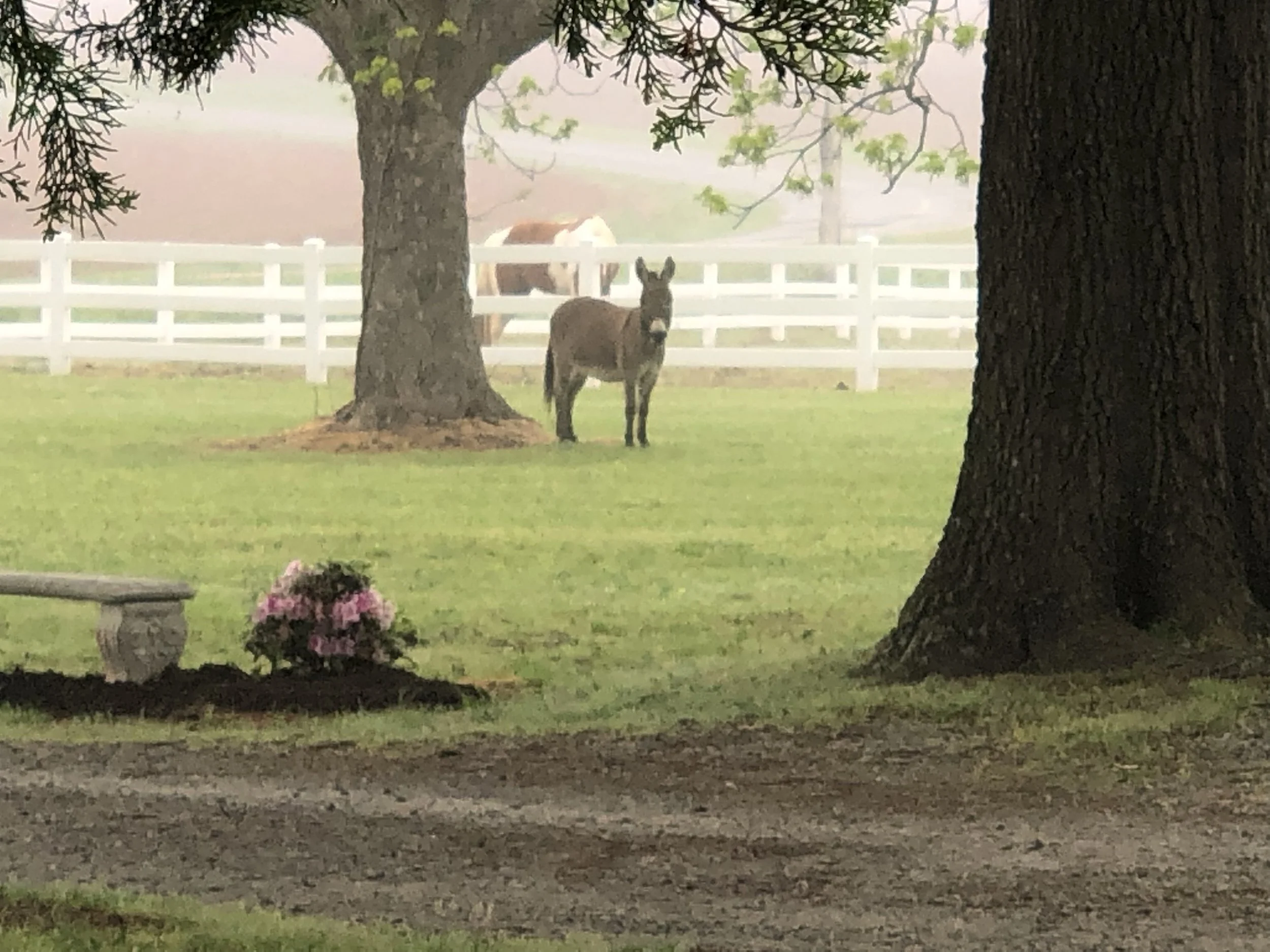A miniature donkey standing on a lawn near a large tree, with a white fence and grazing horse in the background.