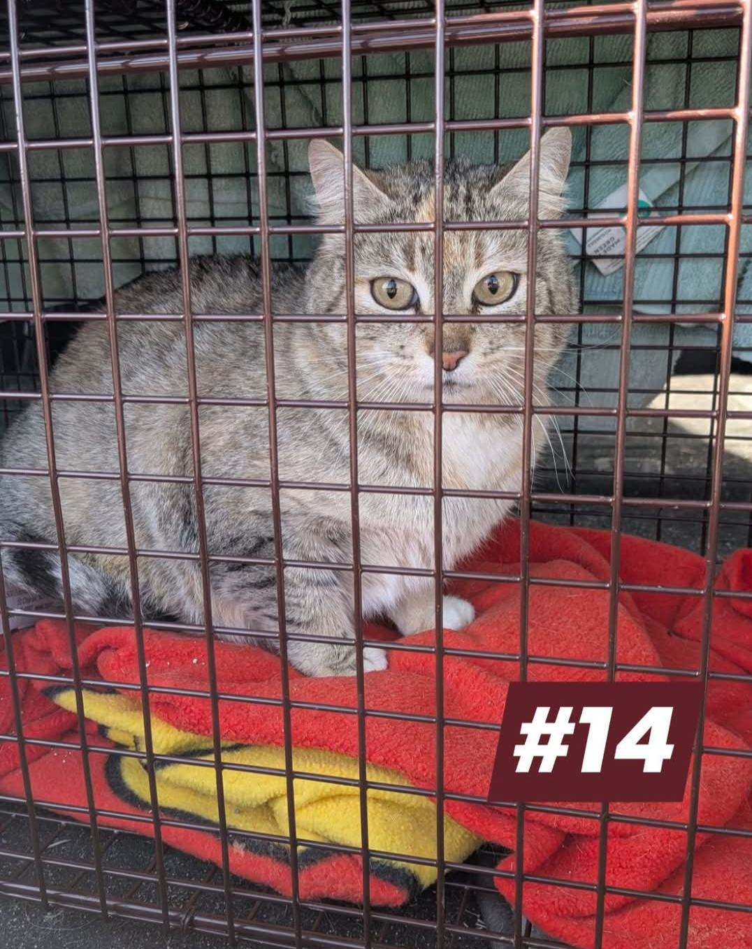 a tabby cat in a humane cat trap