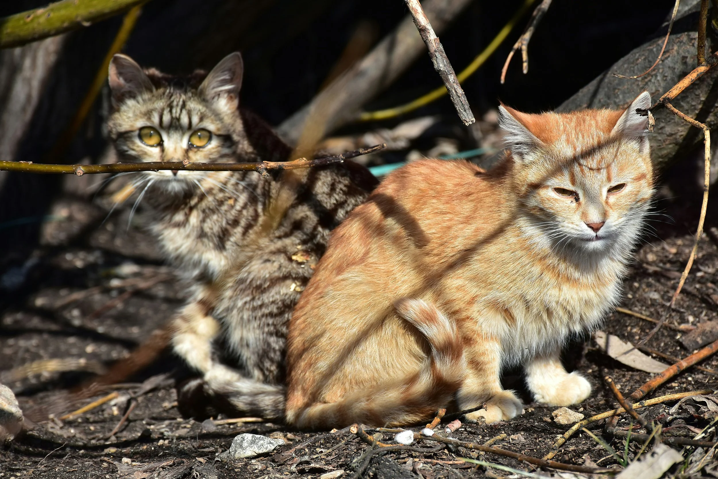 A young tabby cat and a orange cat with squinty eyes sitting on the ground under vegitation.
