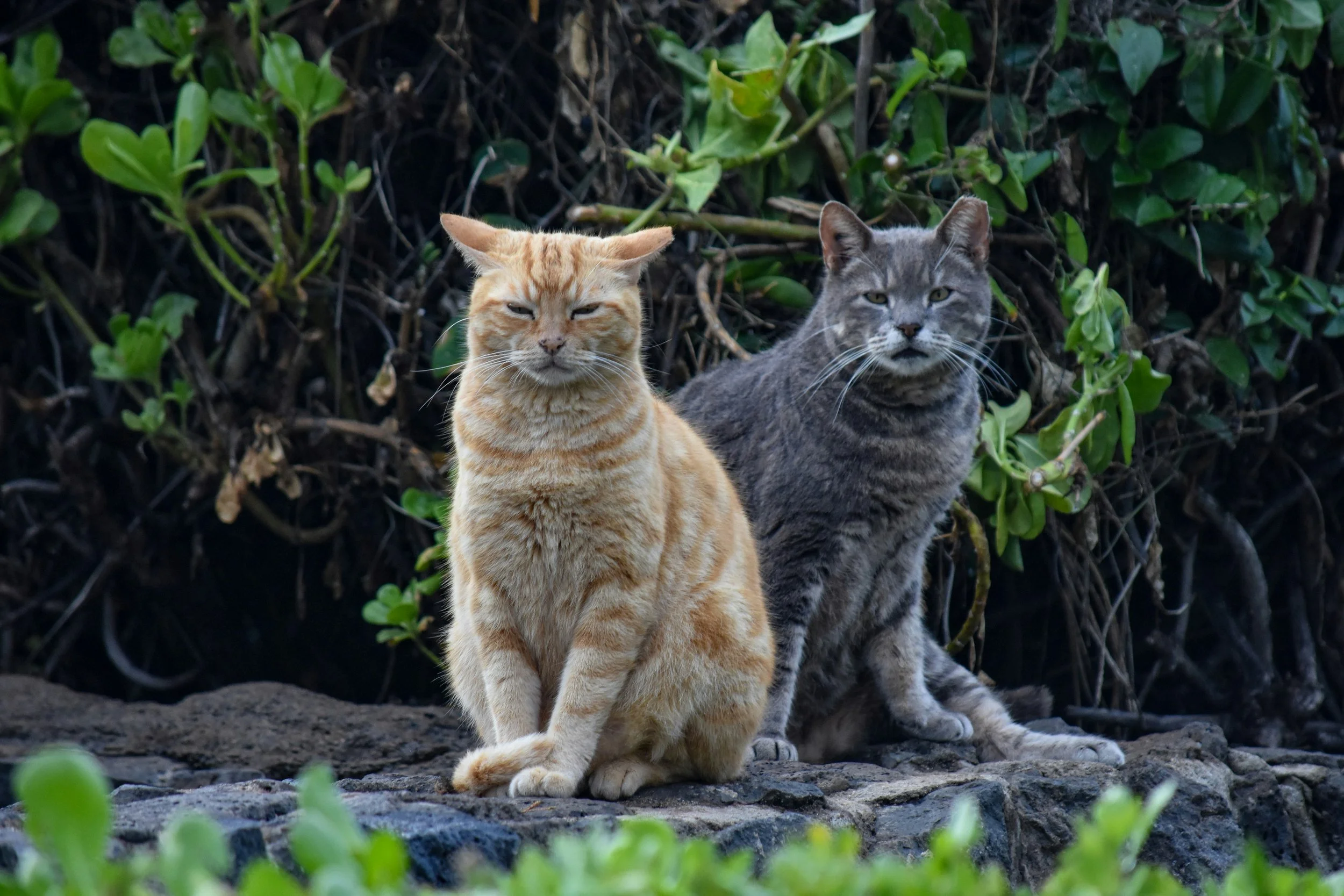 An orange and gray tabby cat with tipped ears sitting in front of green foliage  