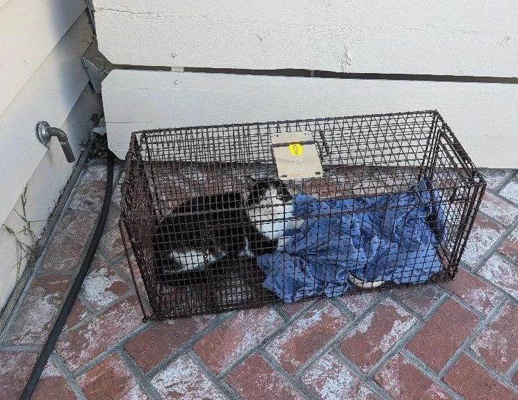 A black and white cat laying on a blue towel in a humane cat trap