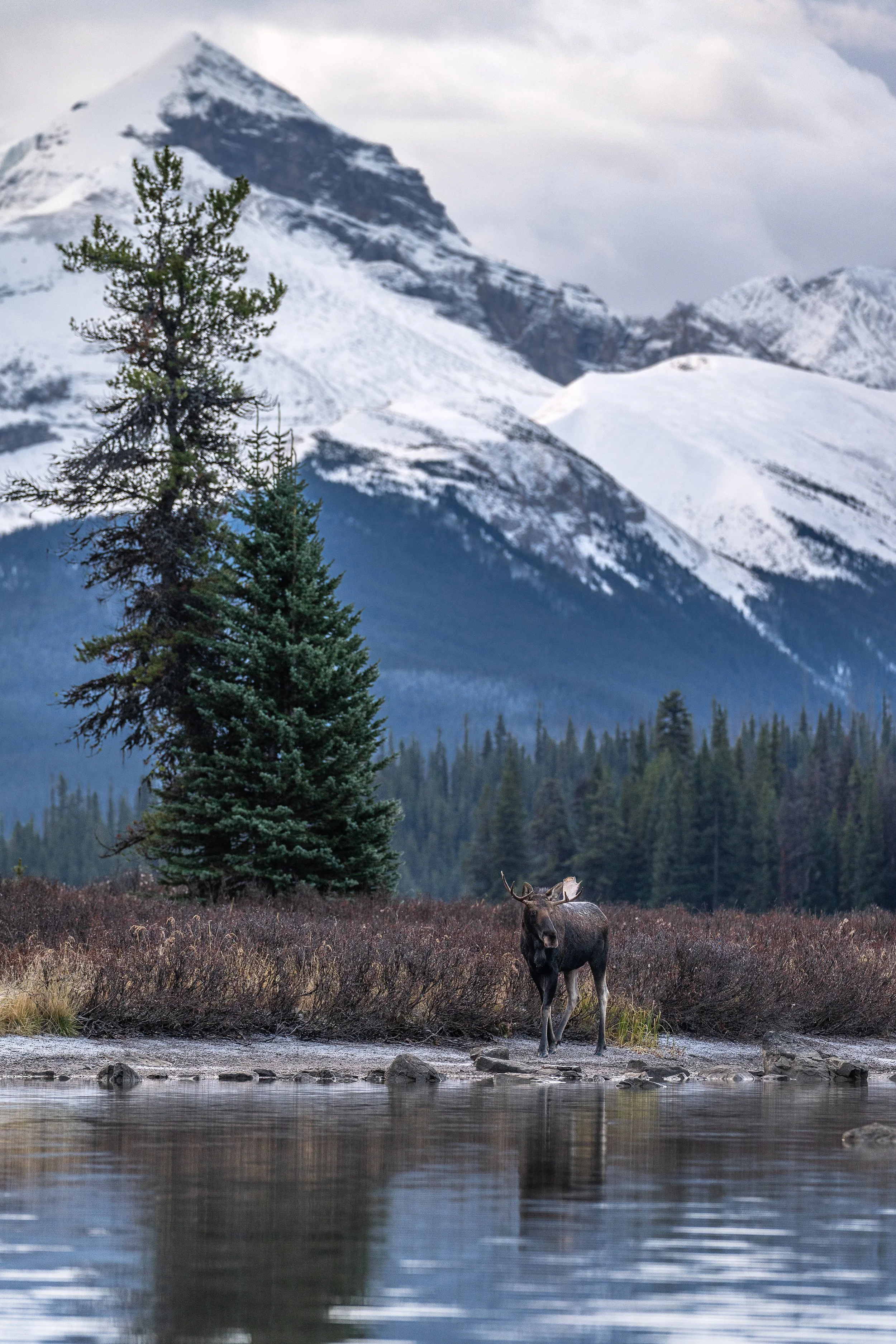Maligne Moose