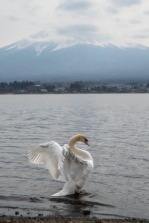 fuji+swan+ssp.jpg
