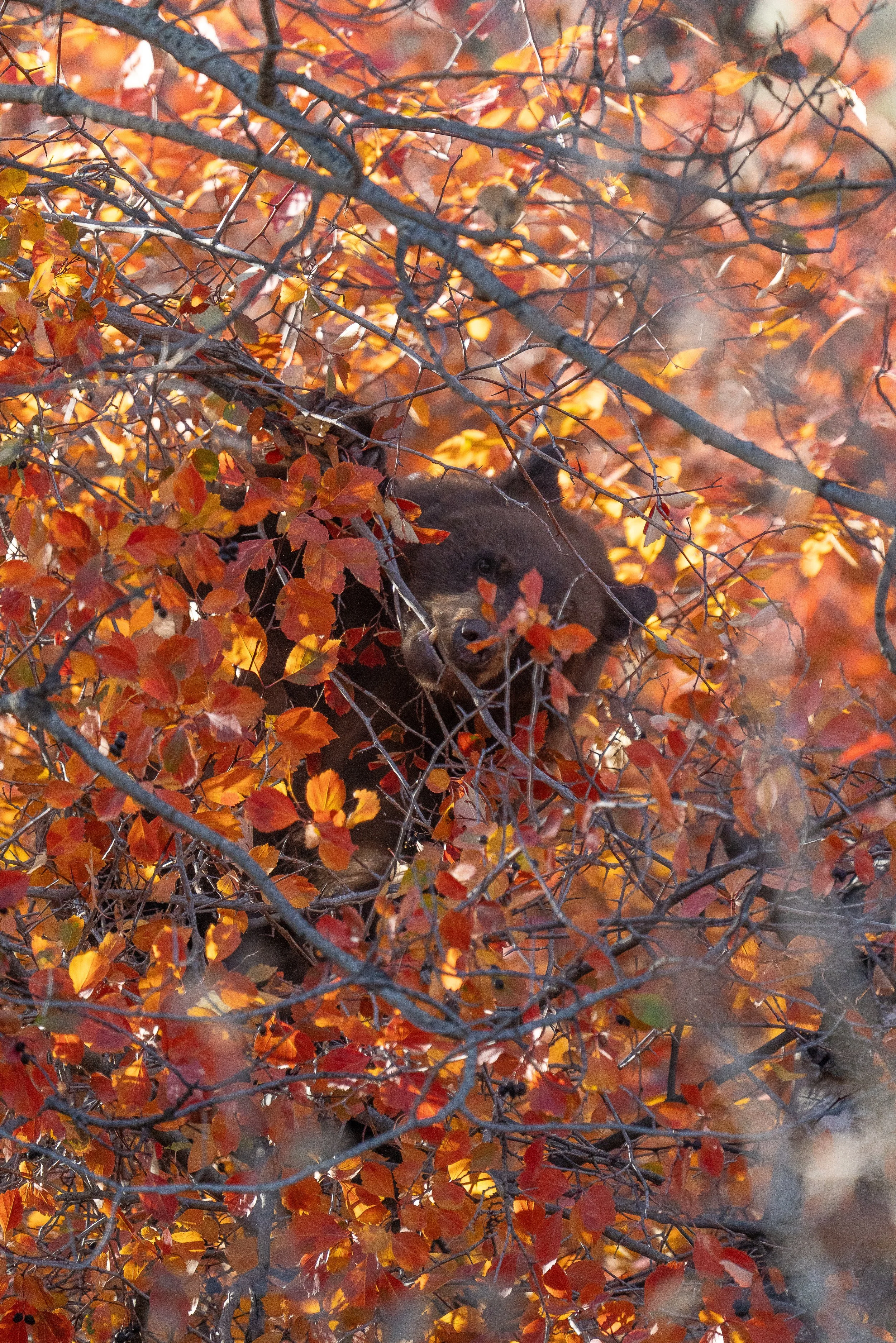 color+bear2+ssp(1).jpg