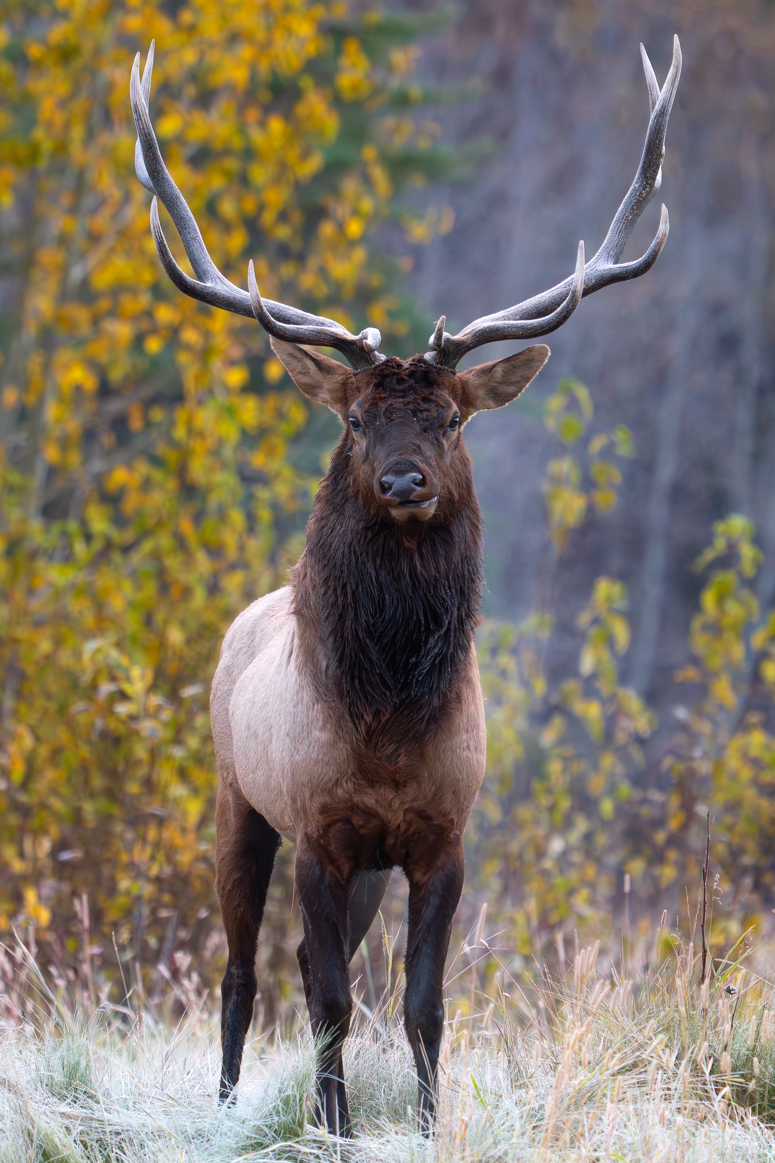 rut+colors+ssp(1).jpg
