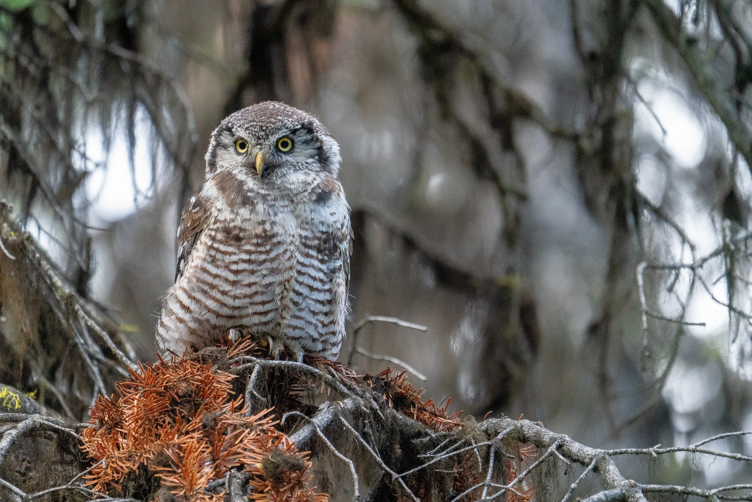hawk+owl+ssp(1).jpg