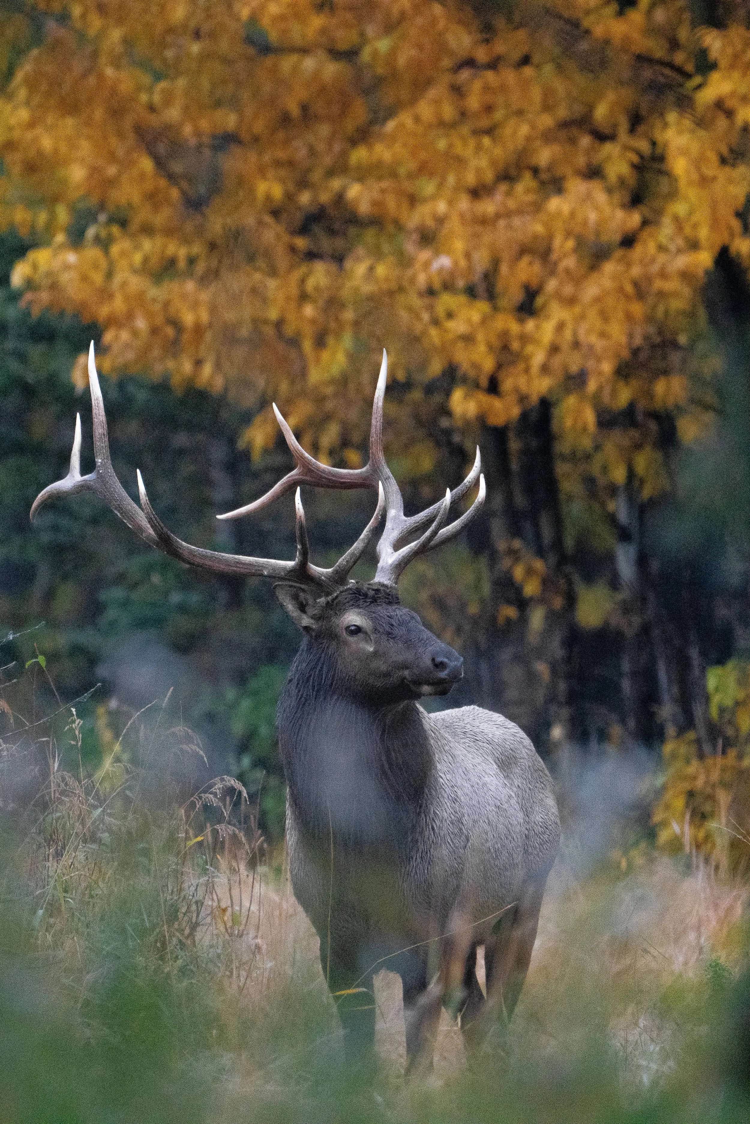 bull+fall+ssp(1).jpg