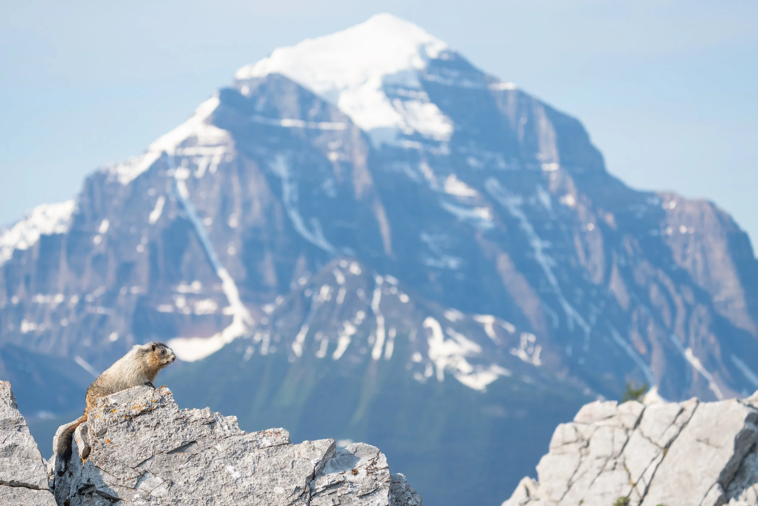 Marmot Guardians
