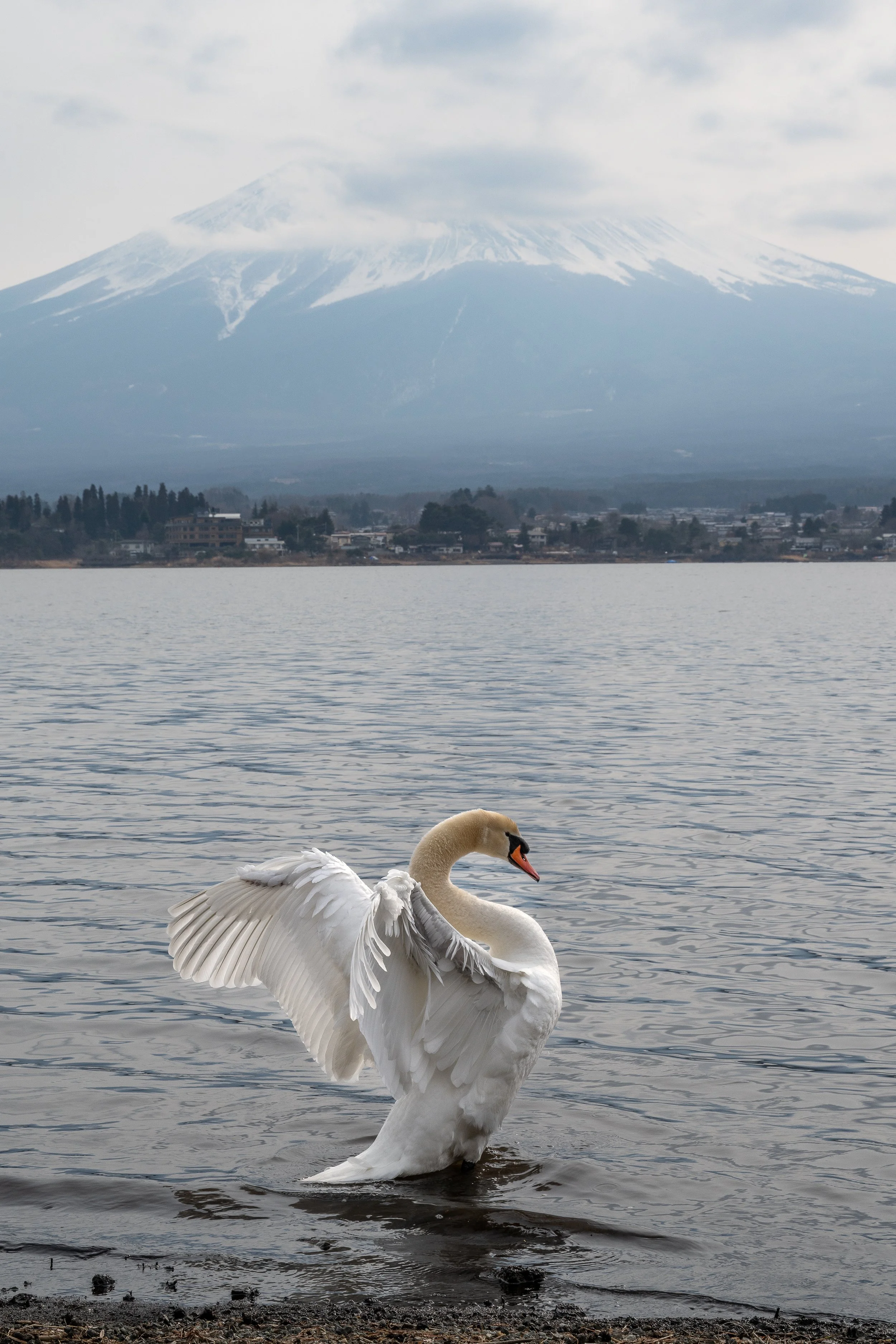 fuji+swan+ssp(1).jpg