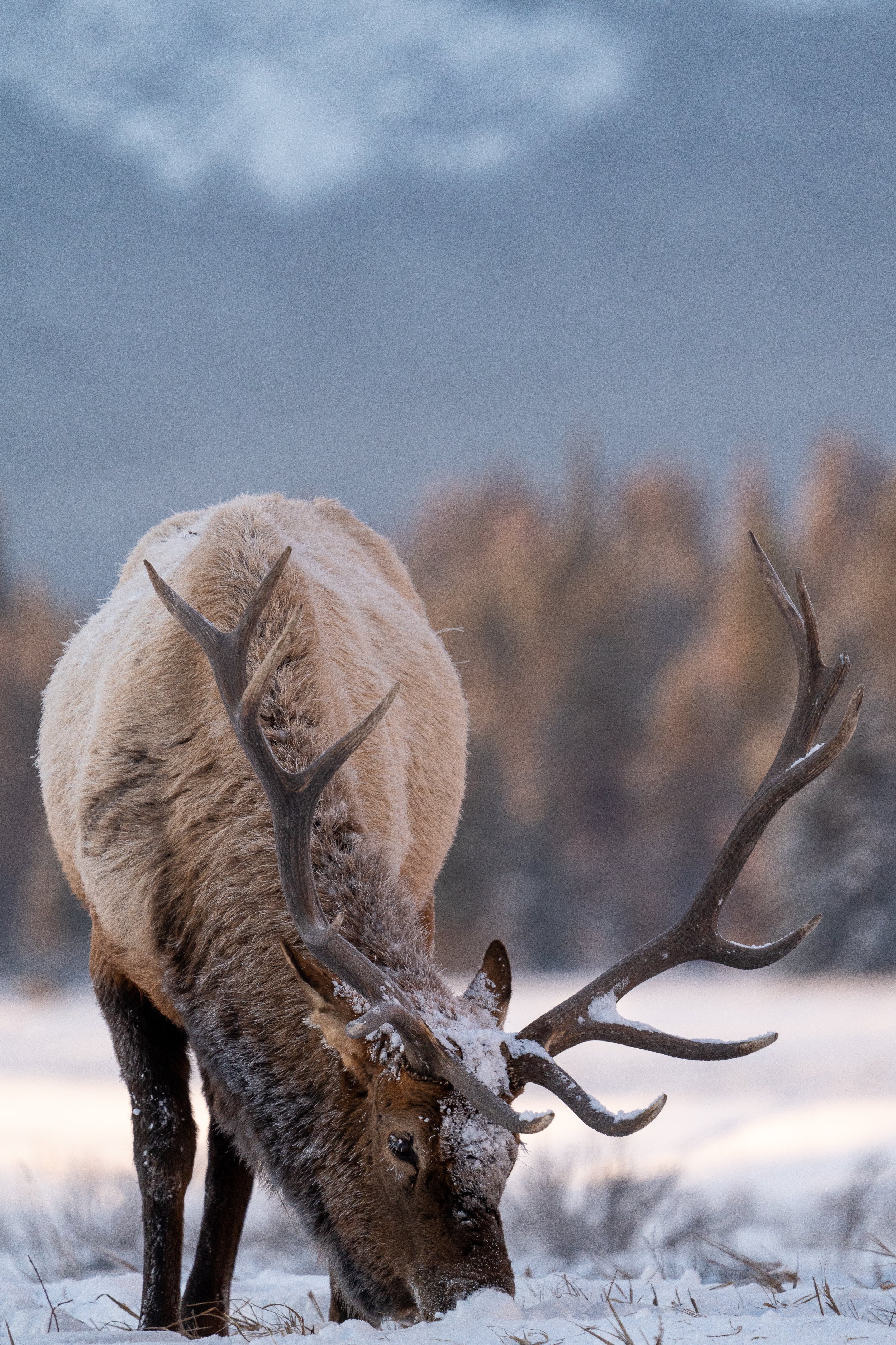 elk+colors+Sspace(1).jpg