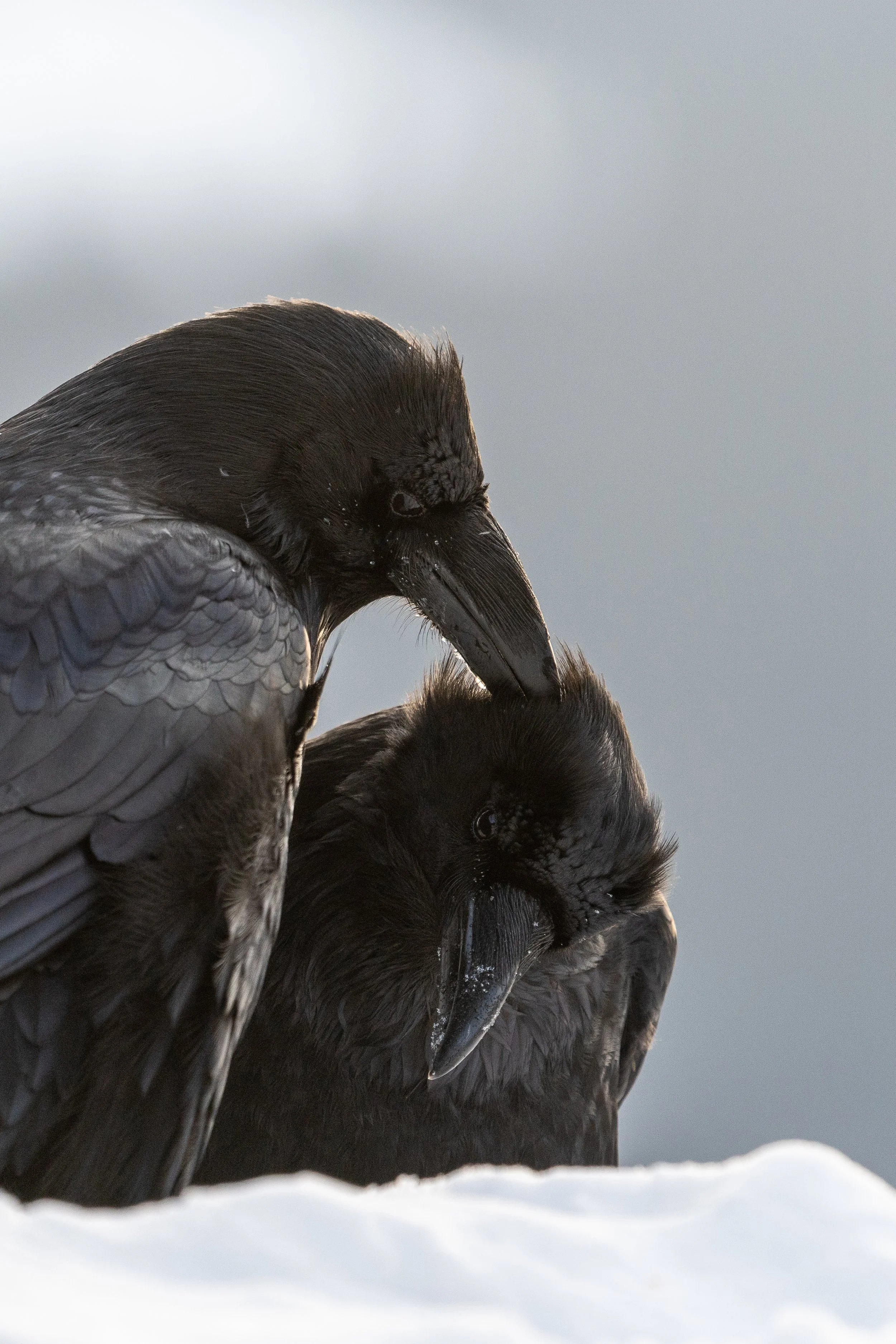 raven+love+Sspace(1).jpg