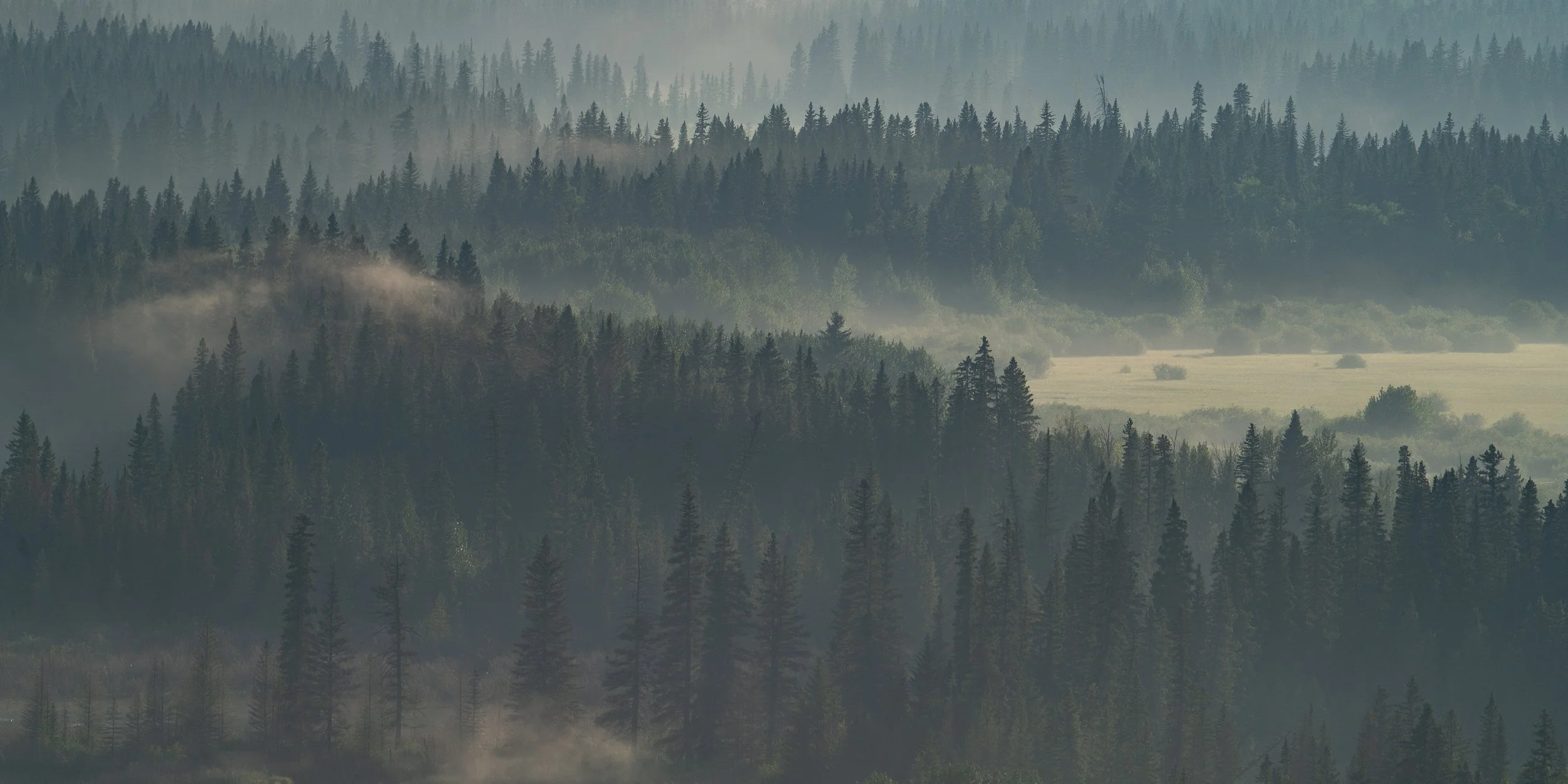 fog+forest+ssp.jpg