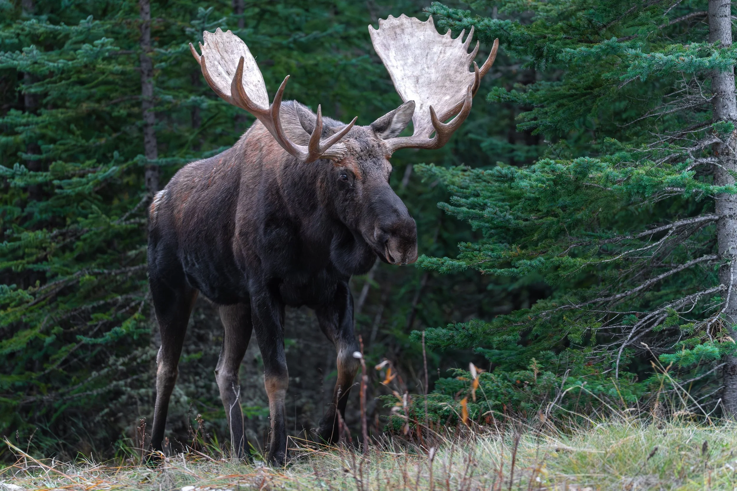 moose+majestic2+ssp(1).jpg