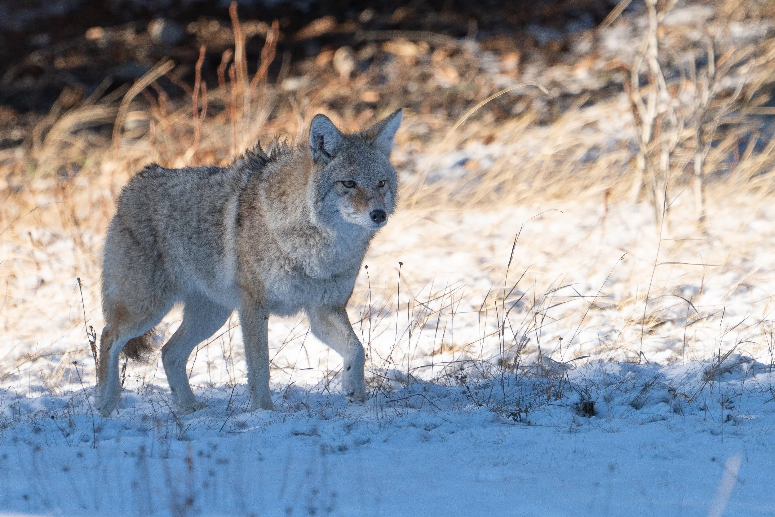 coyote+light+ssp(1).jpg