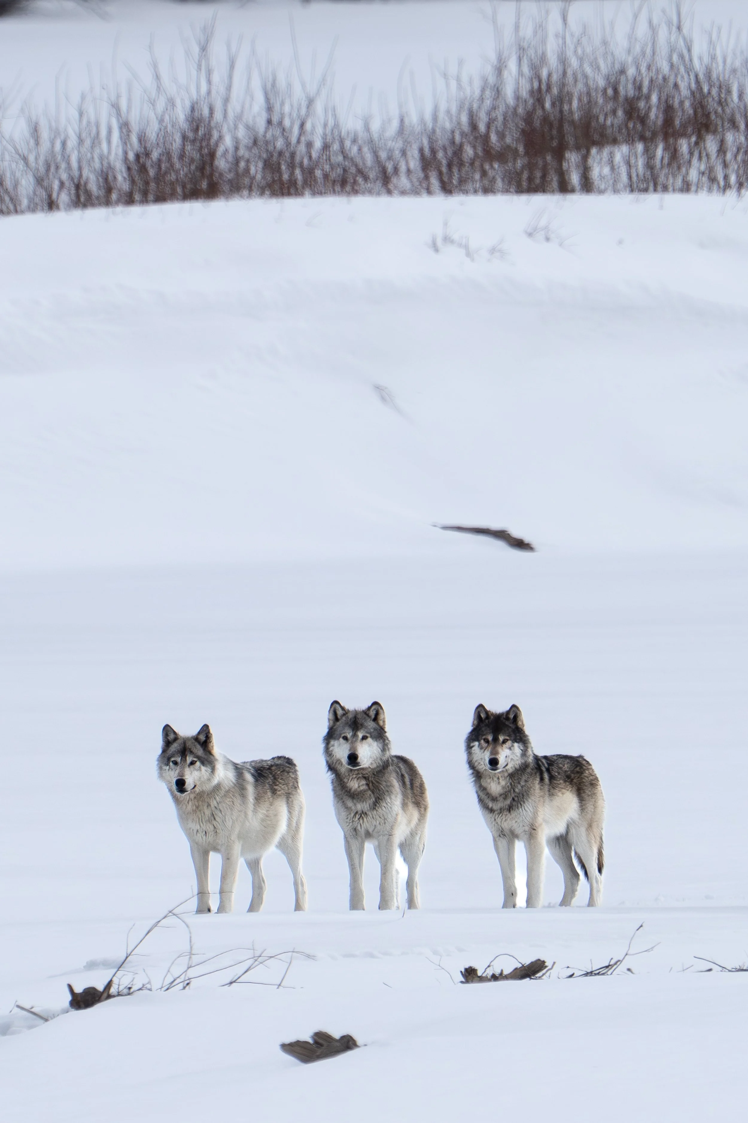 wolf trio.jpg
