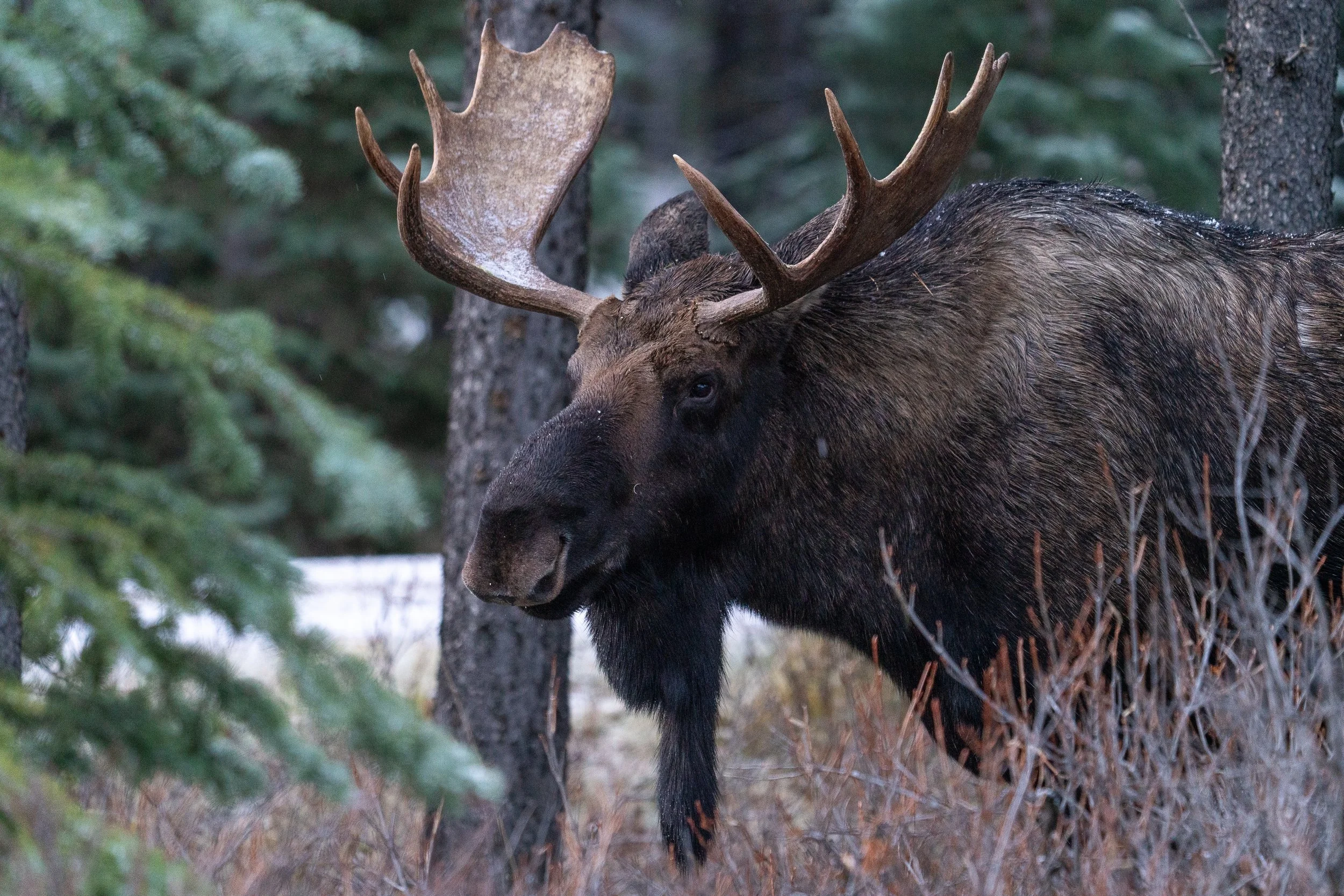 bull+moose+ssp(1).jpg