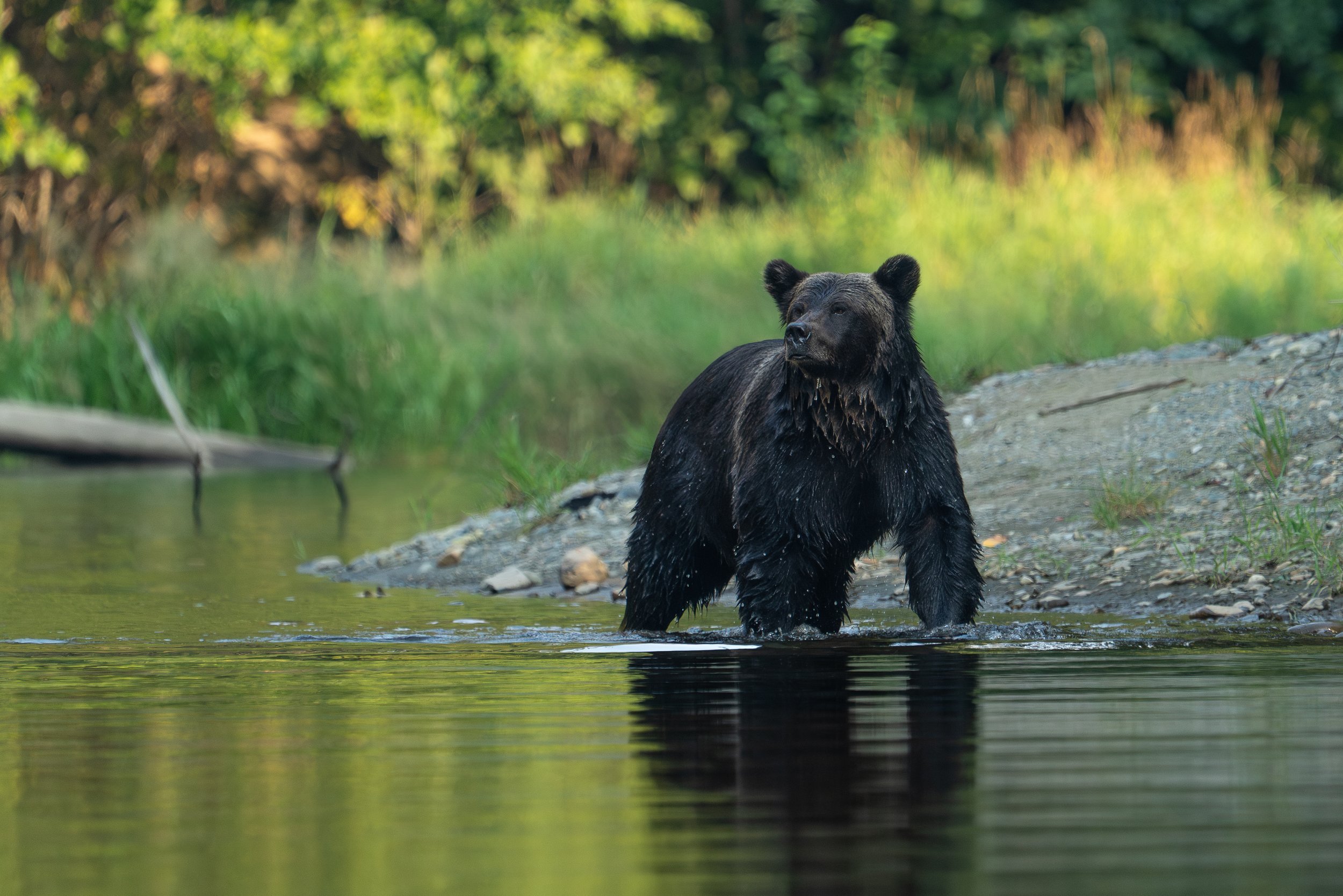 bear+light2+ssp.jpg