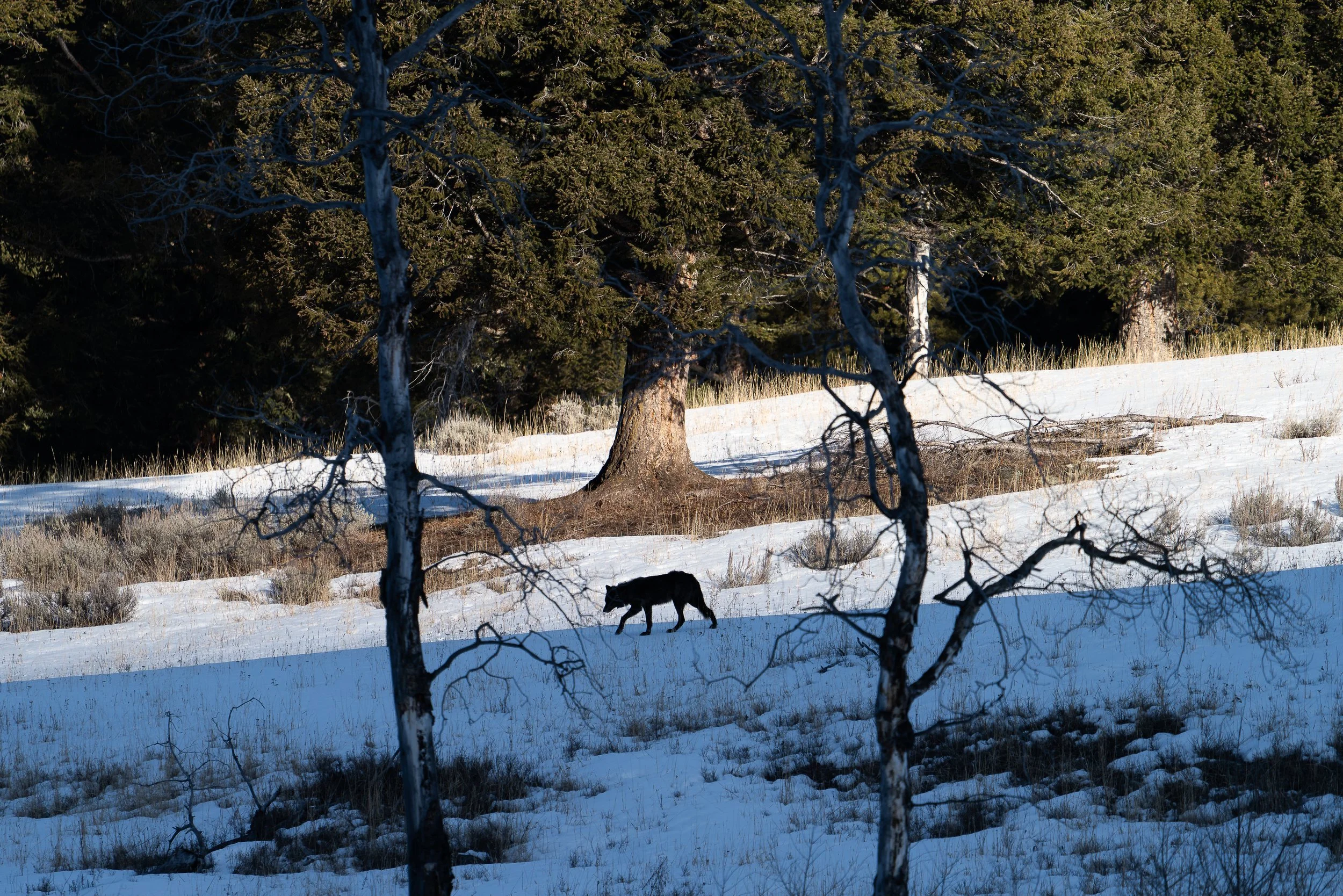 black+wolf+2+ssp(1).jpg