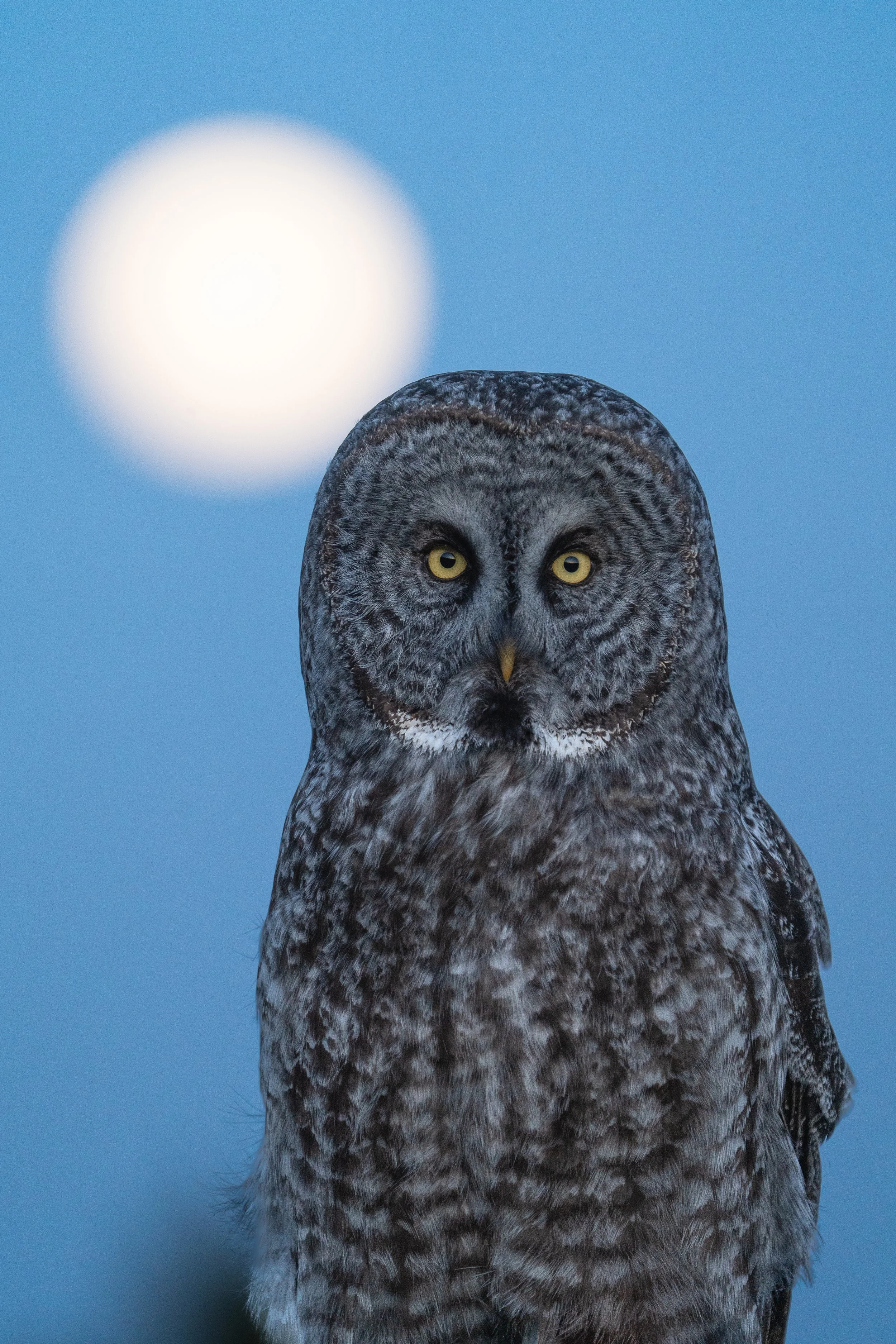 moon+owl+ssp(1).jpg
