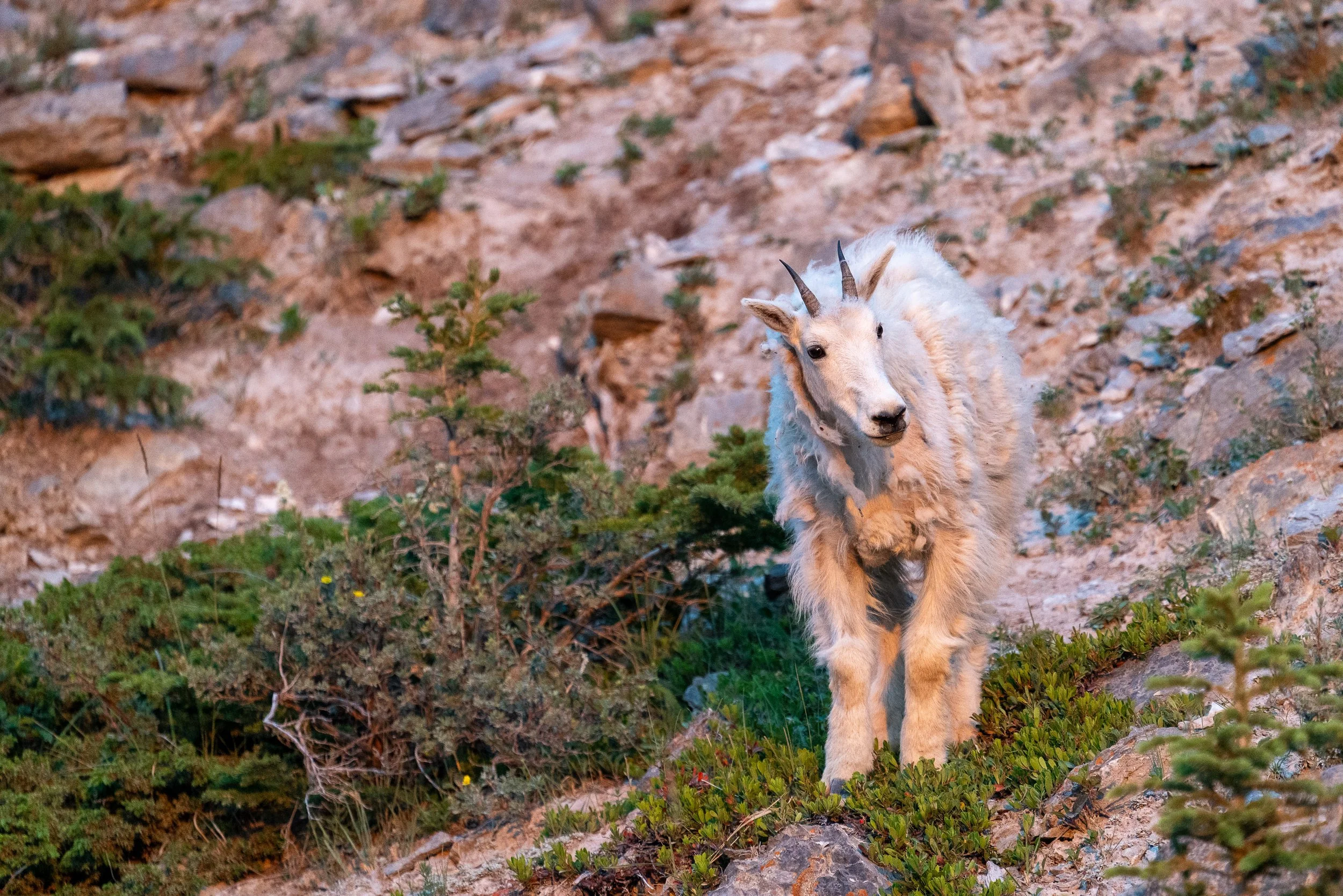 PINK+GOAT+ssp(1).jpg