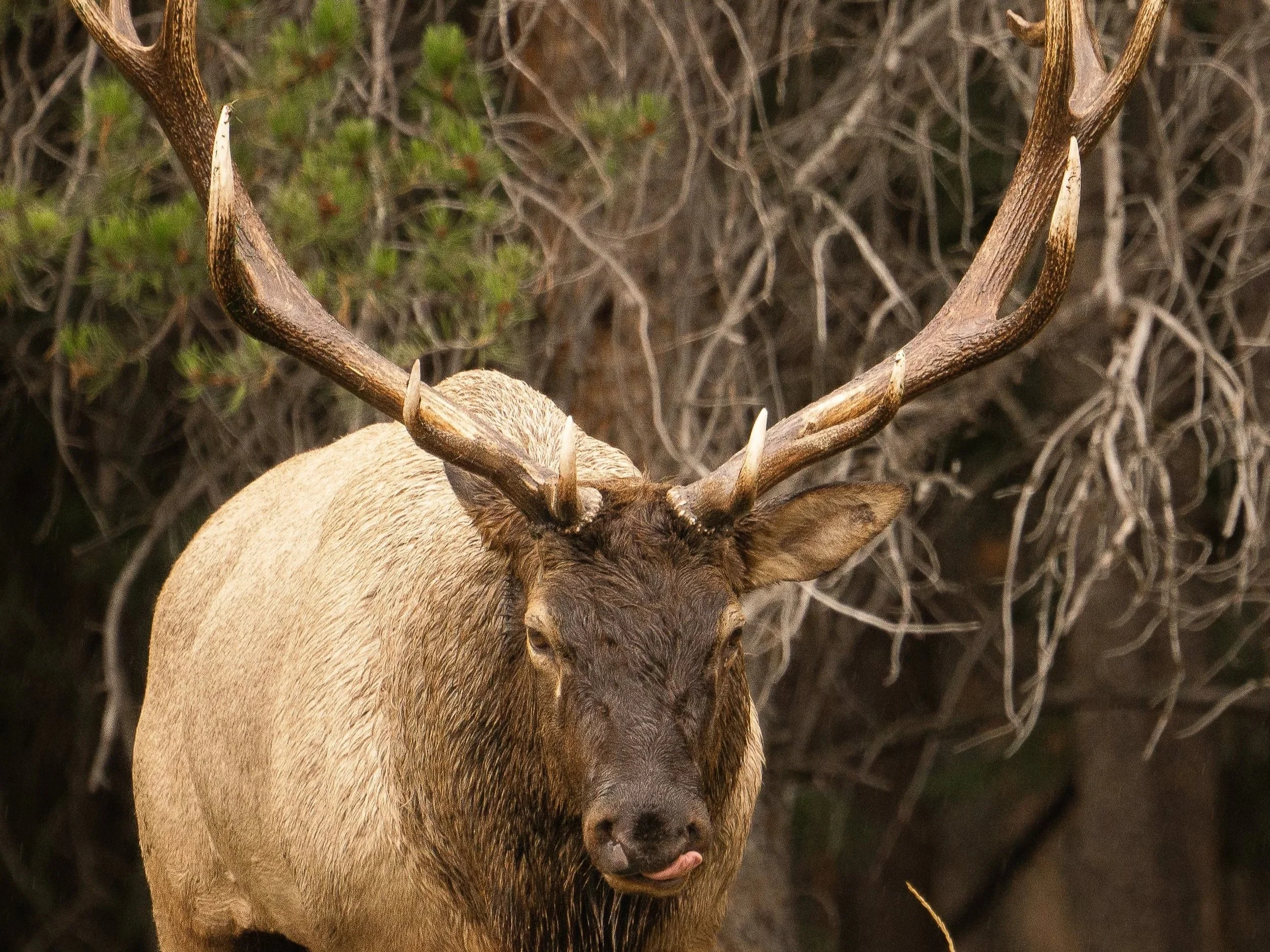 elk+lick+Sspace.jpg