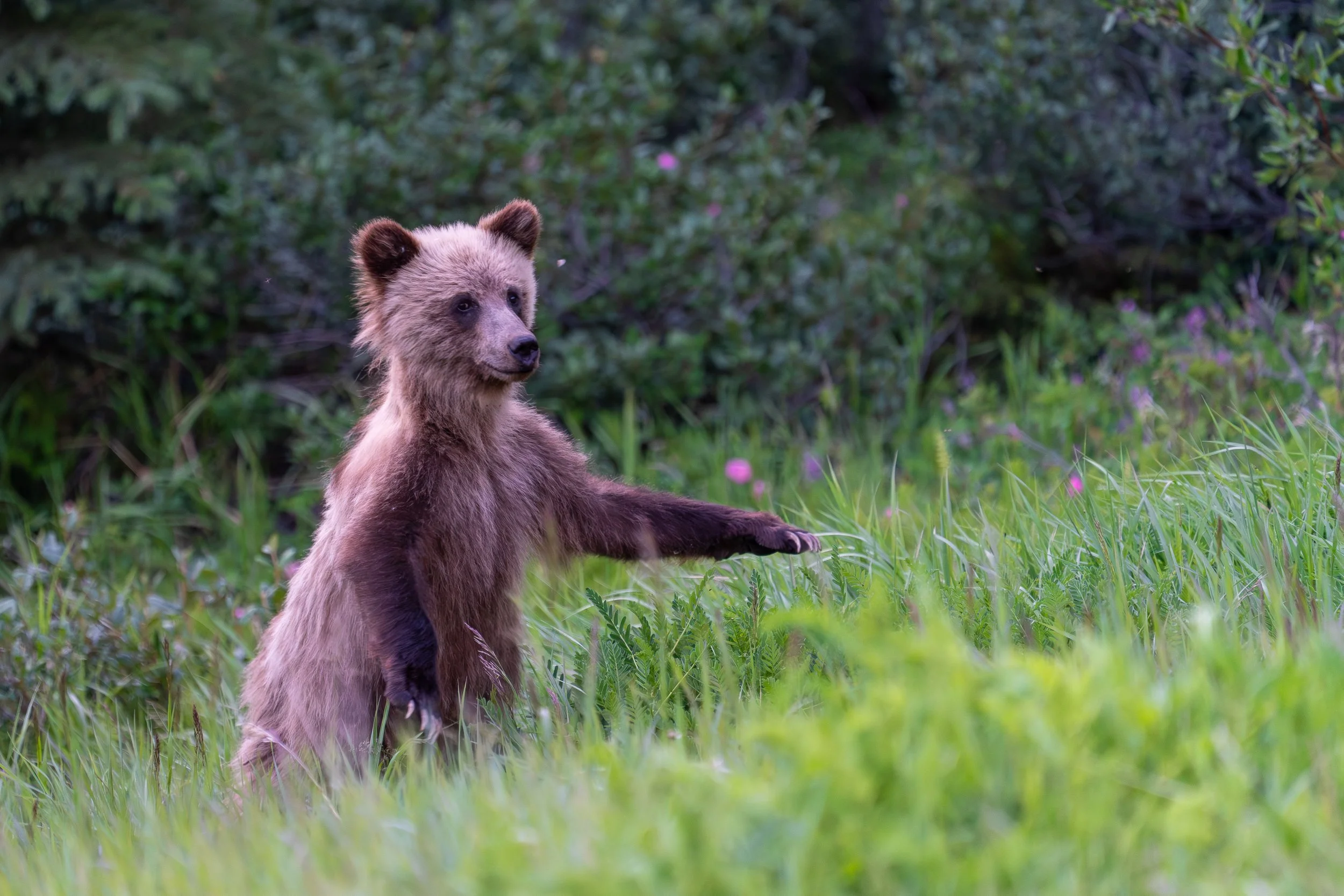 cub+stand+ssp(1).jpg