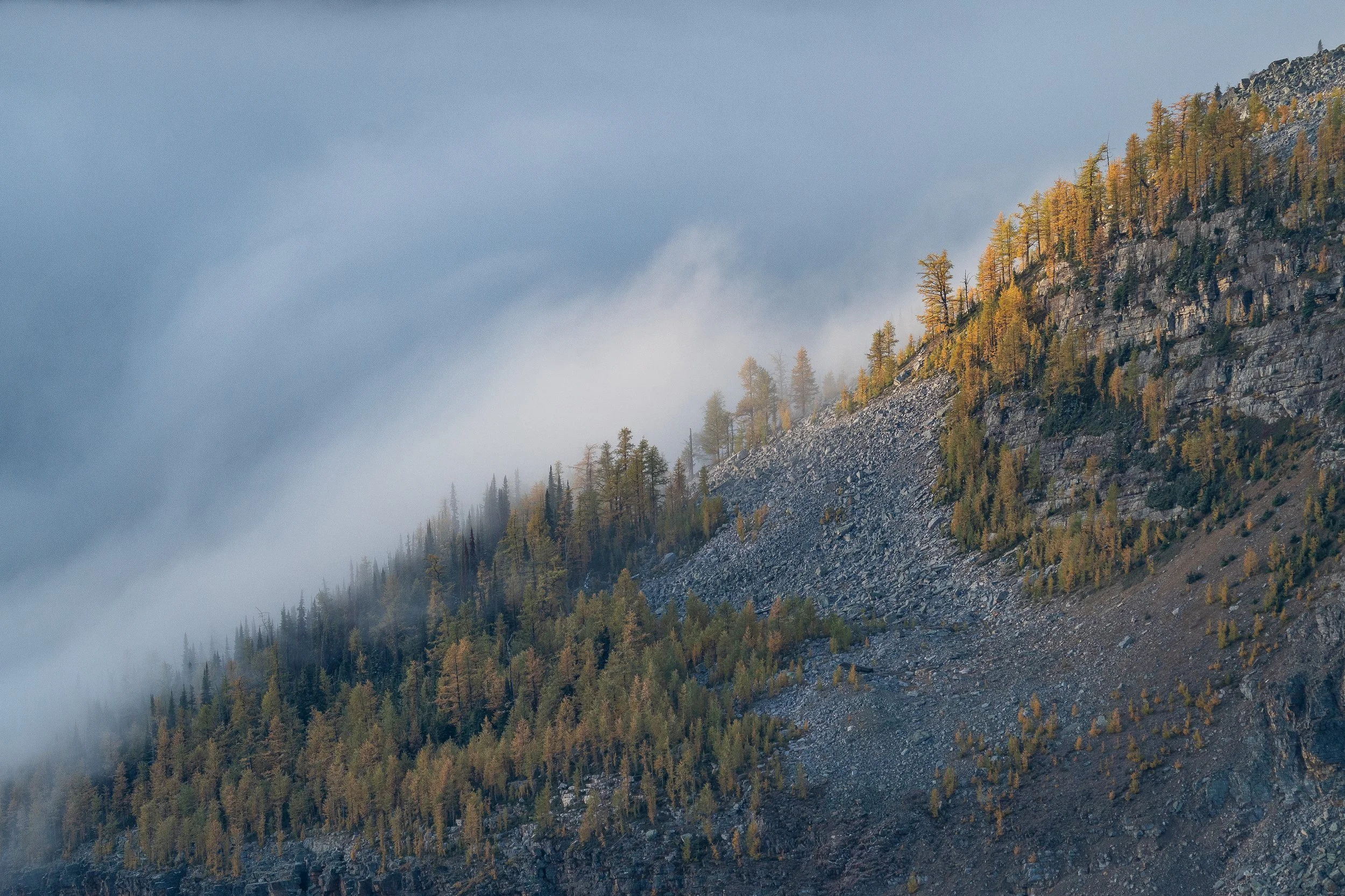 larch+light+ssp(1).jpg