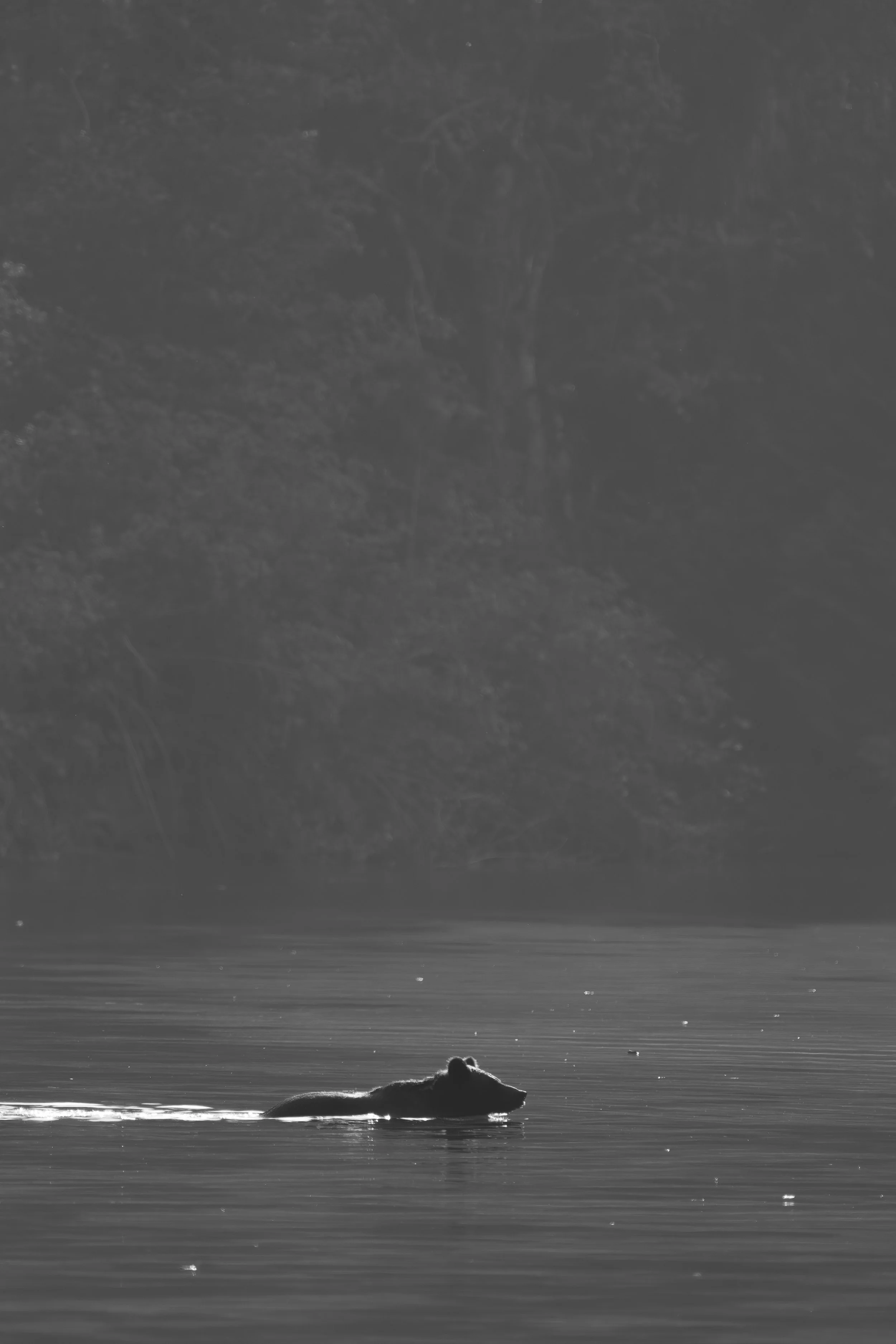 bear+light4+ssp.jpg