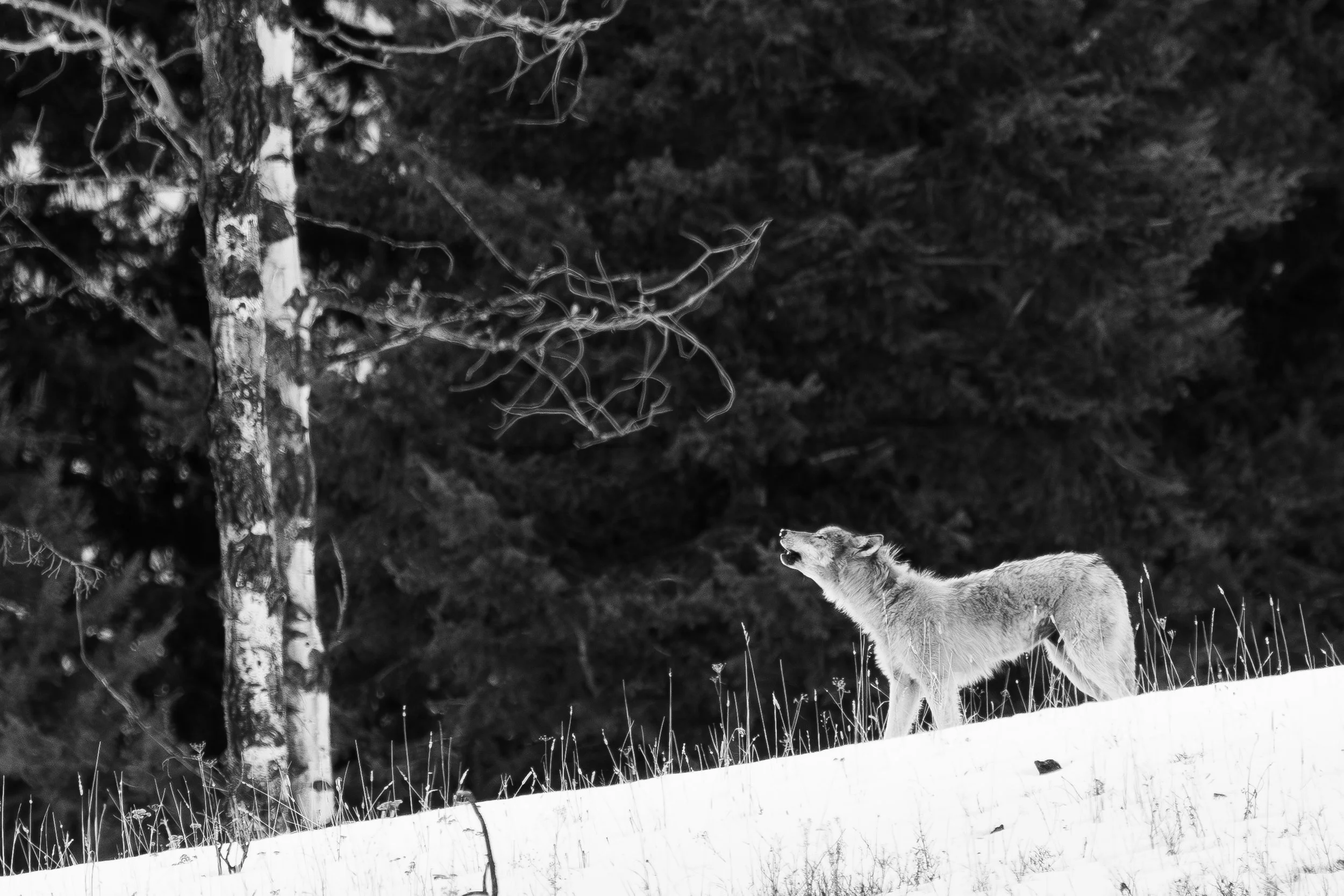 wolf+howl+bw+ssp(1).jpg