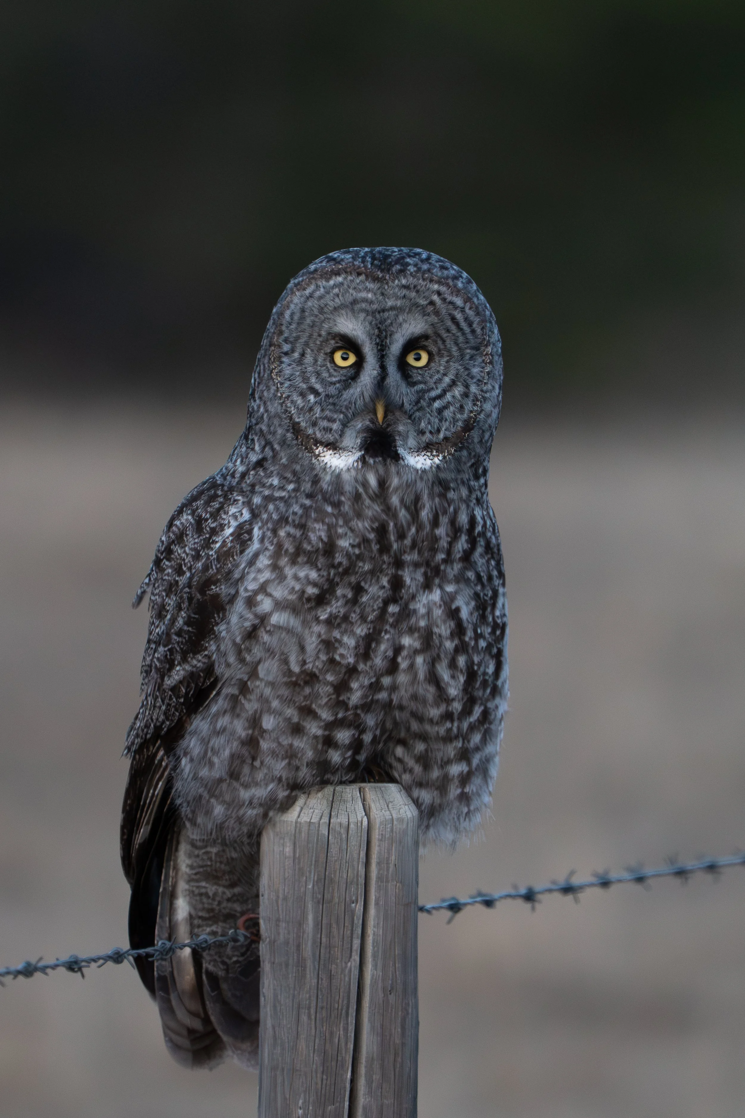 green+owl+ssp.jpg