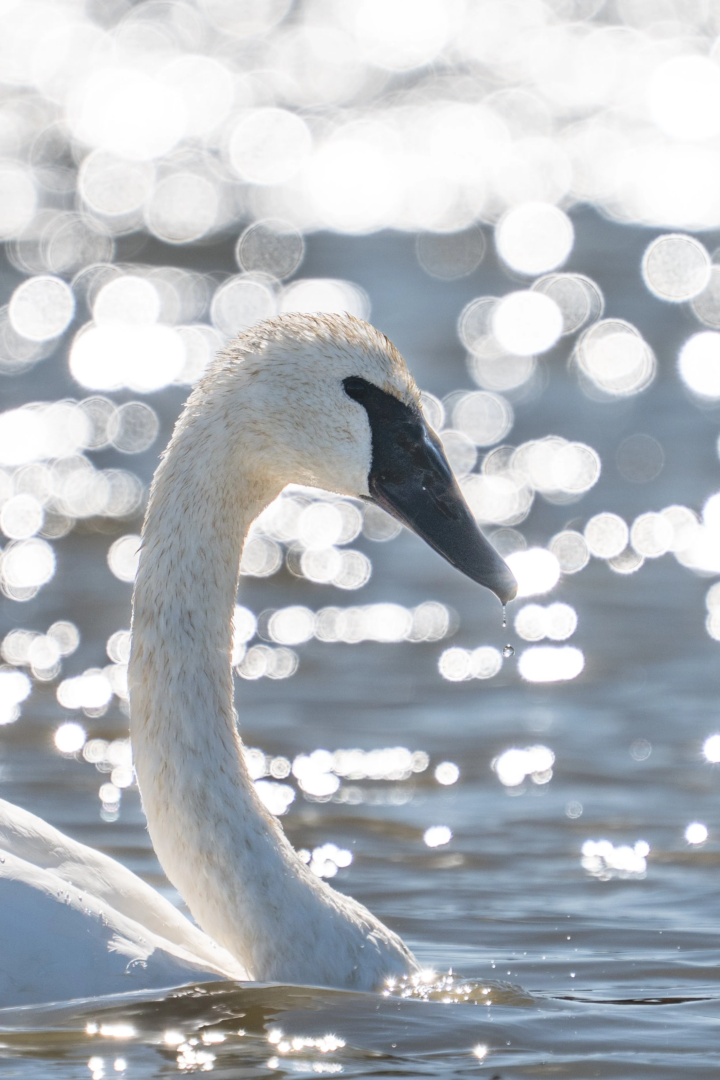 swan+ystone+ssp.jpg