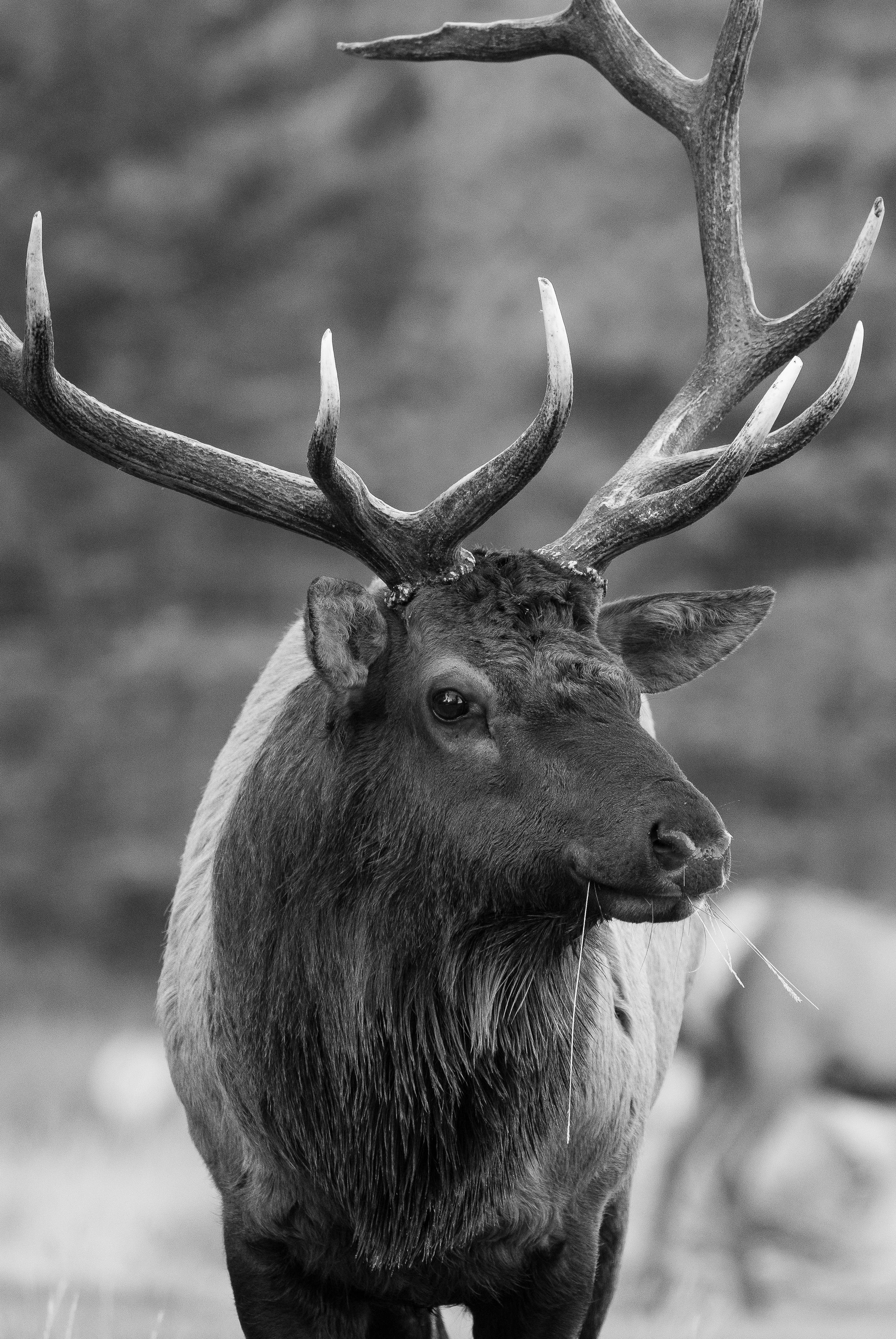 moose+tree-1(1).jpg