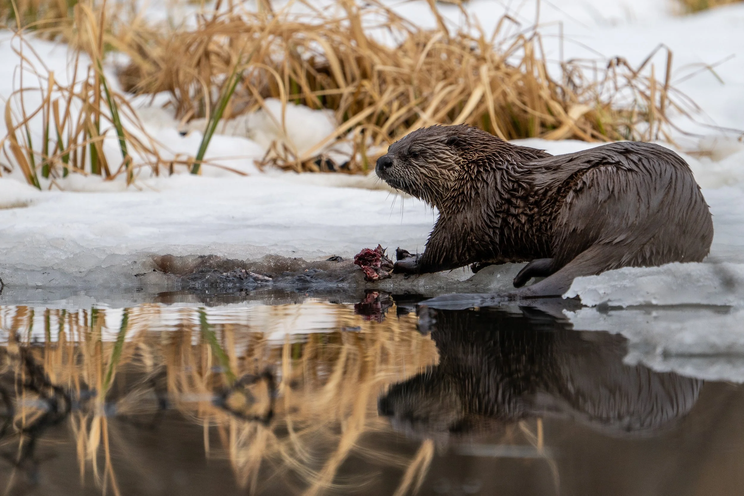 otter+reflect+ssp(1).jpg