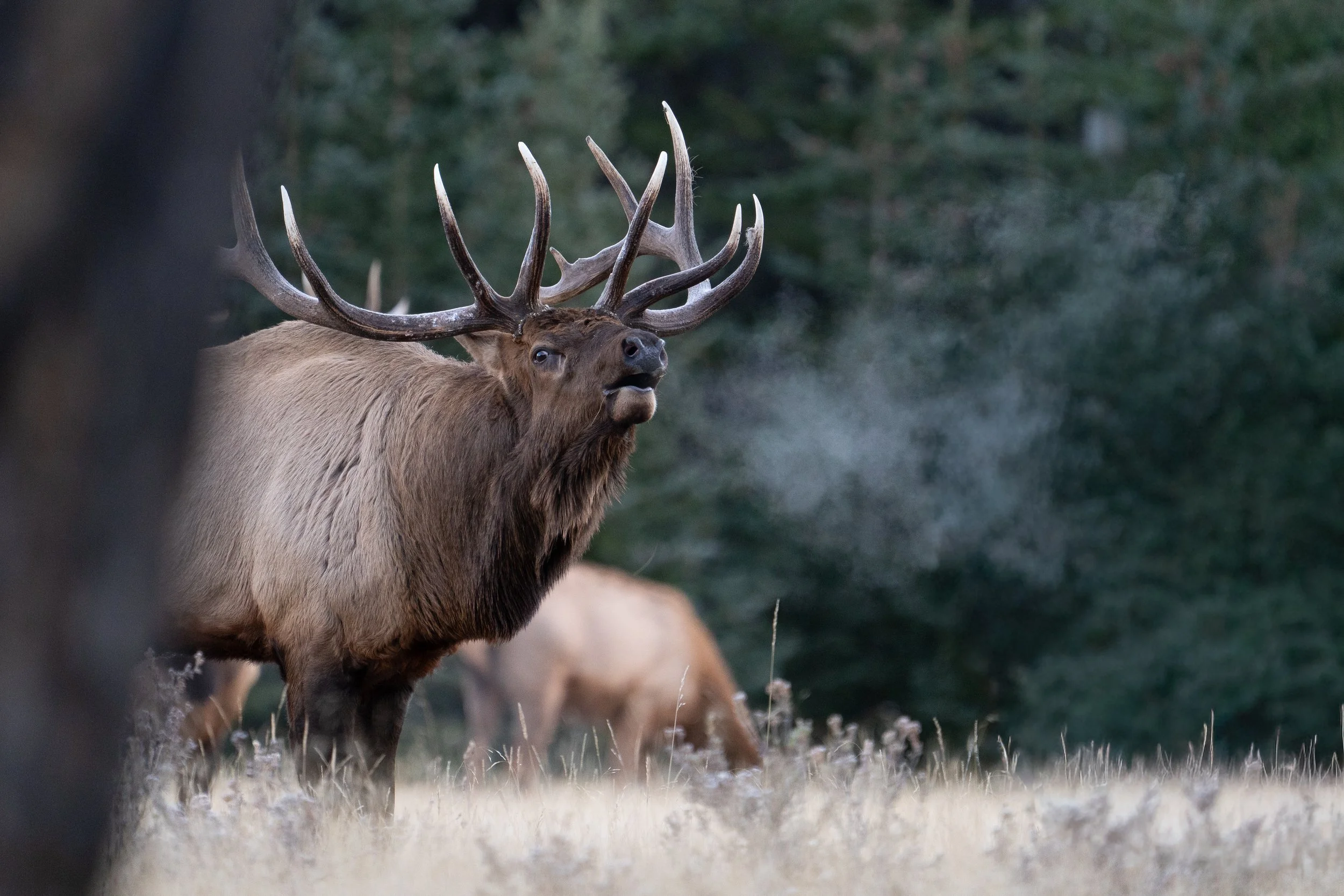 rut+breath+ssp(1).jpg