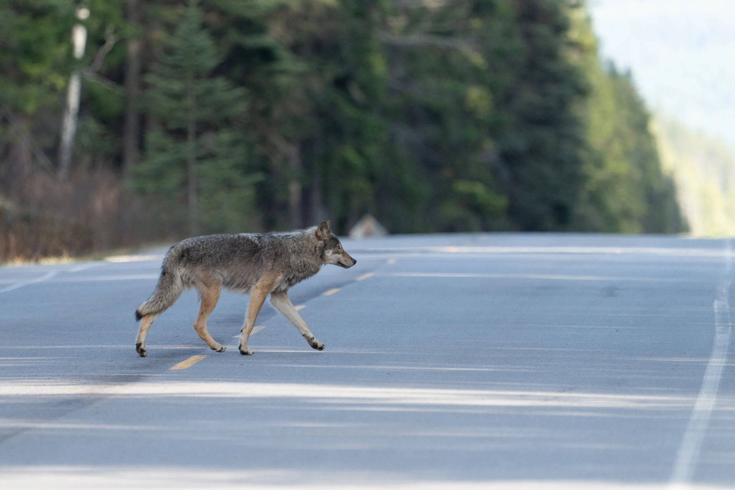 wolf+cross+ssp(1).jpg