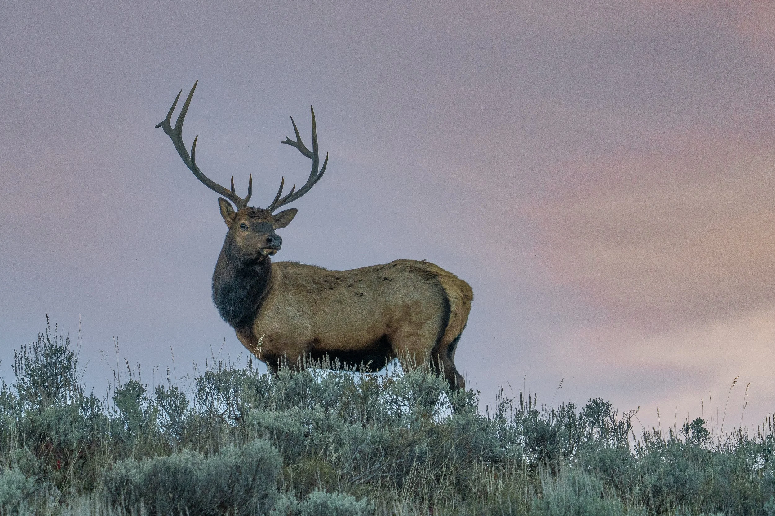 pink+elk+ssp.jpg