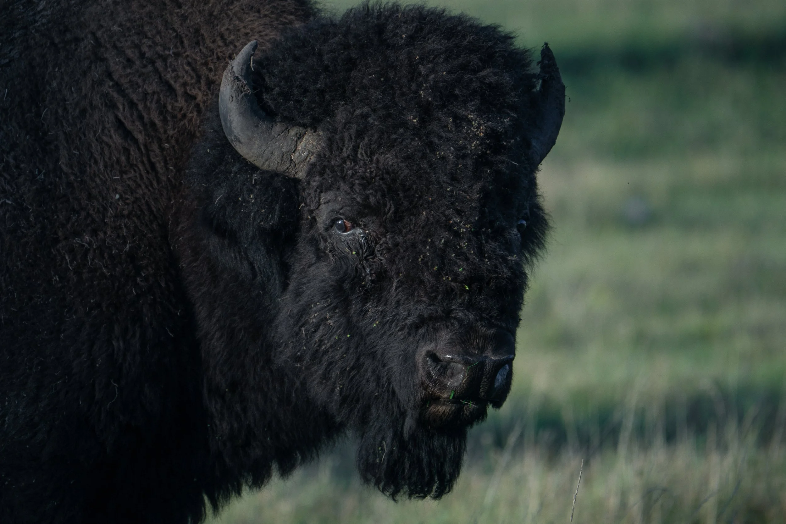 wood+bison+ssp.jpg