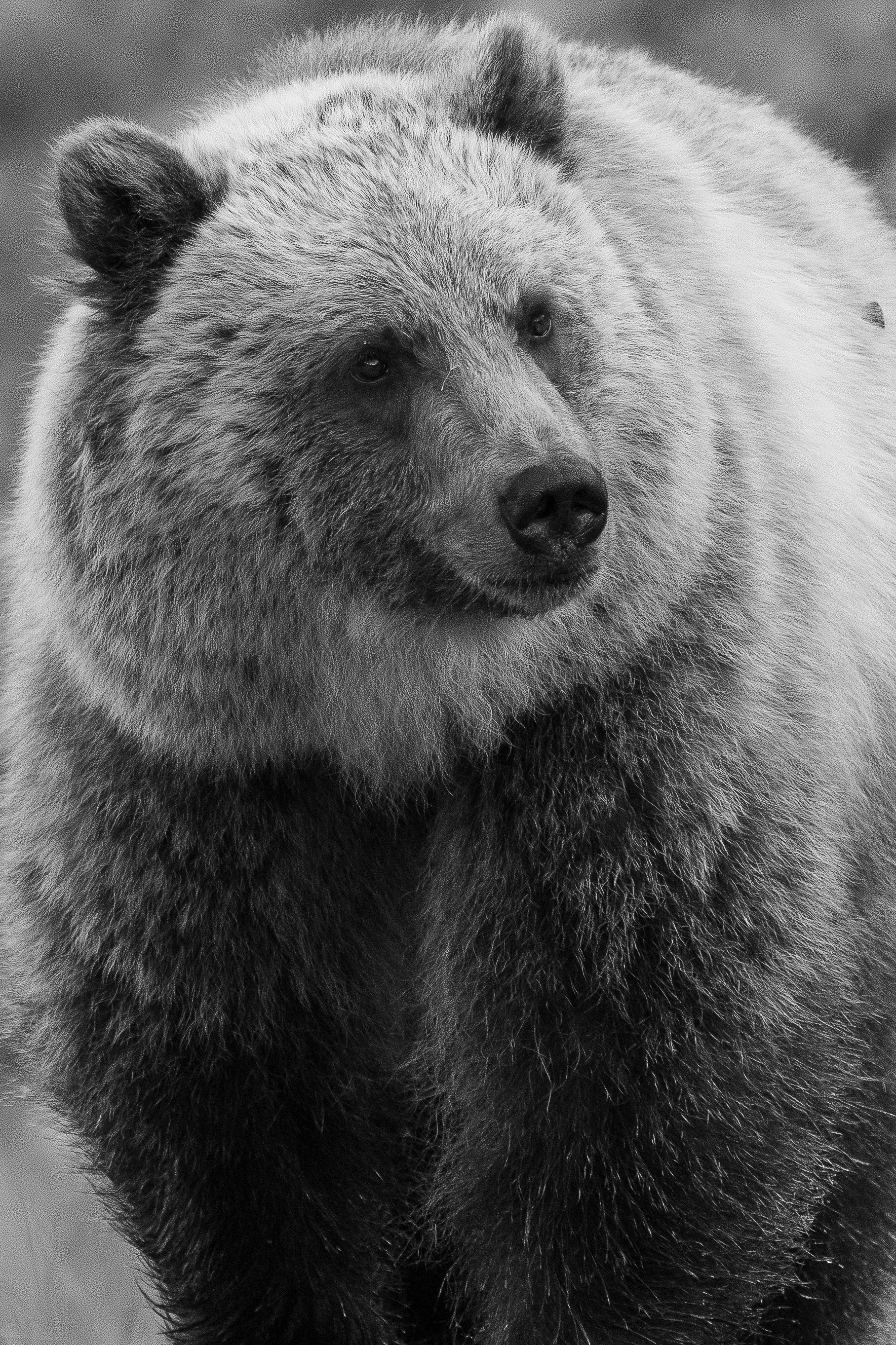highwood+bear(1).jpg