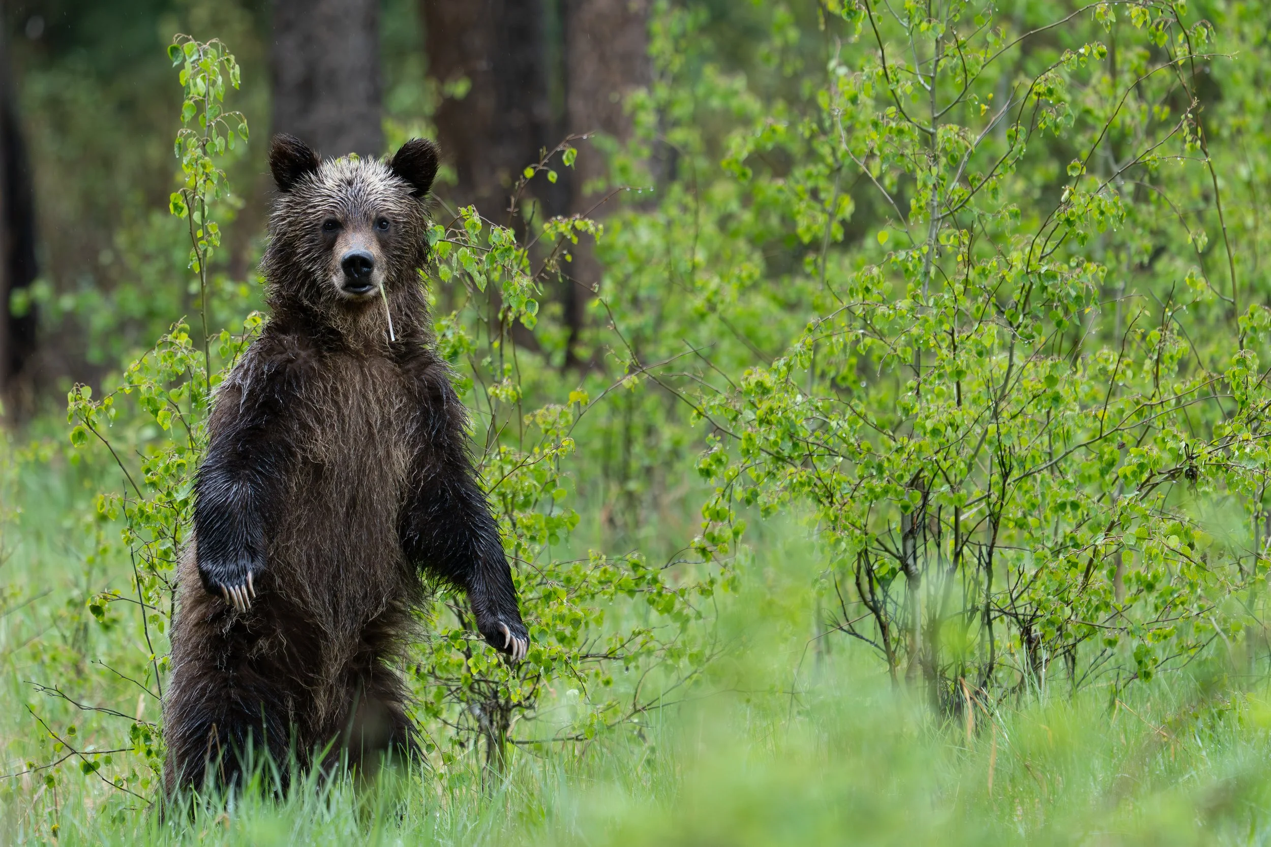 Curious Cub
