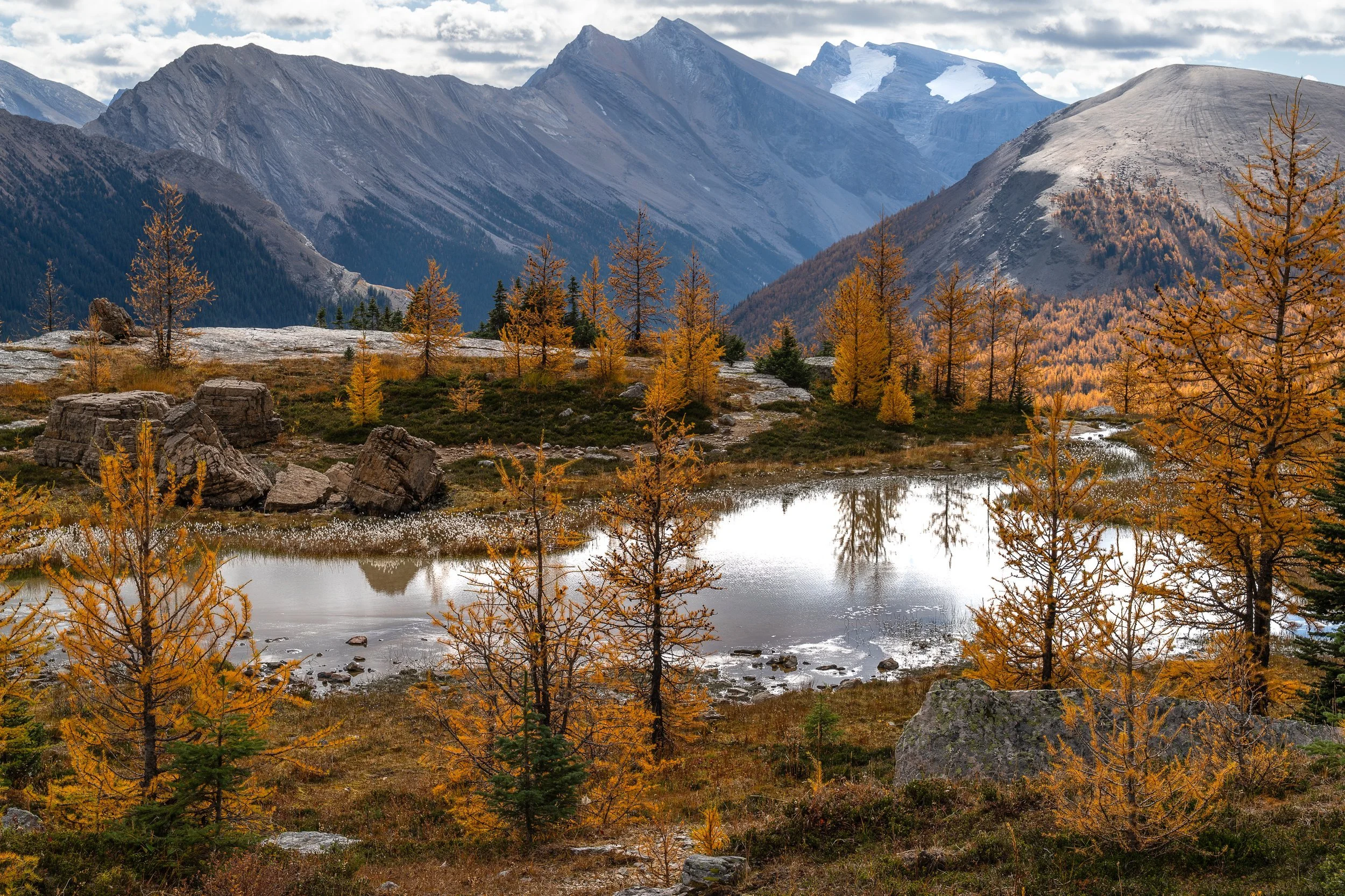 secret+larch+ssp(1).jpg