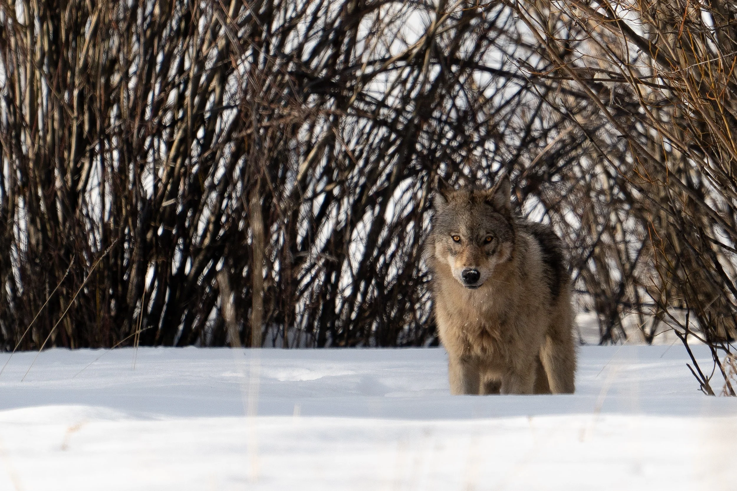 wolf+light+ssp.jpg