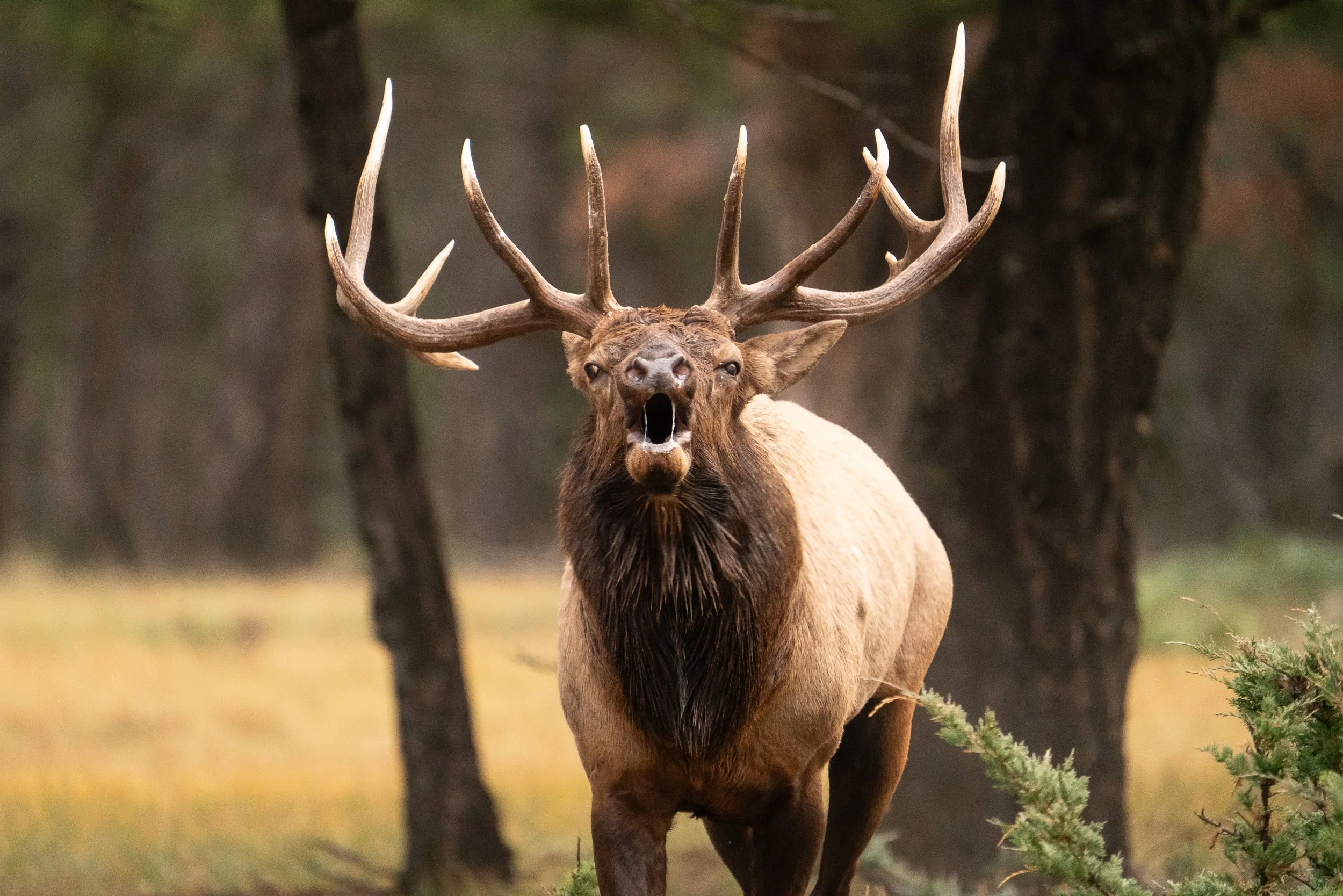 elk+spit+ssp(1).jpg