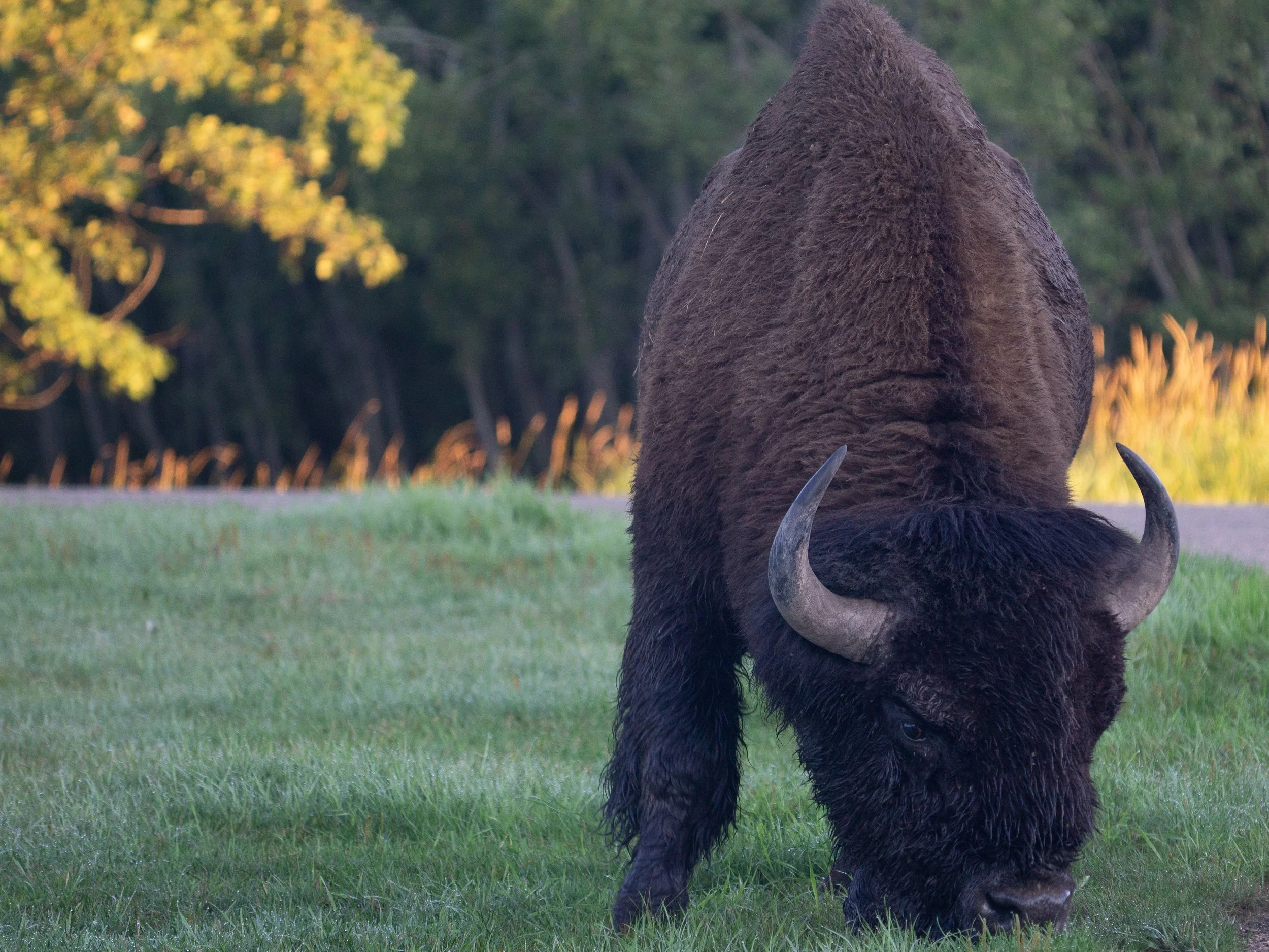 wood+bison+light+ssp(1).jpg
