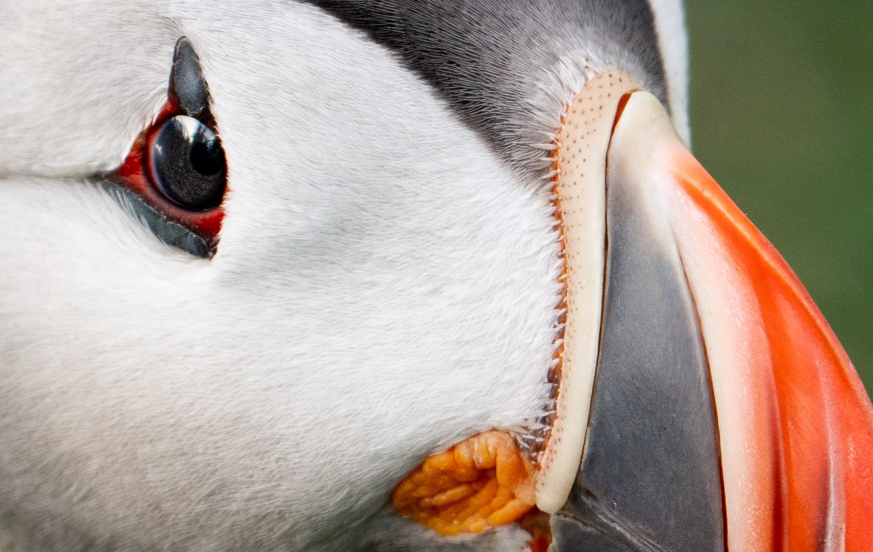 Atlantic Puffin