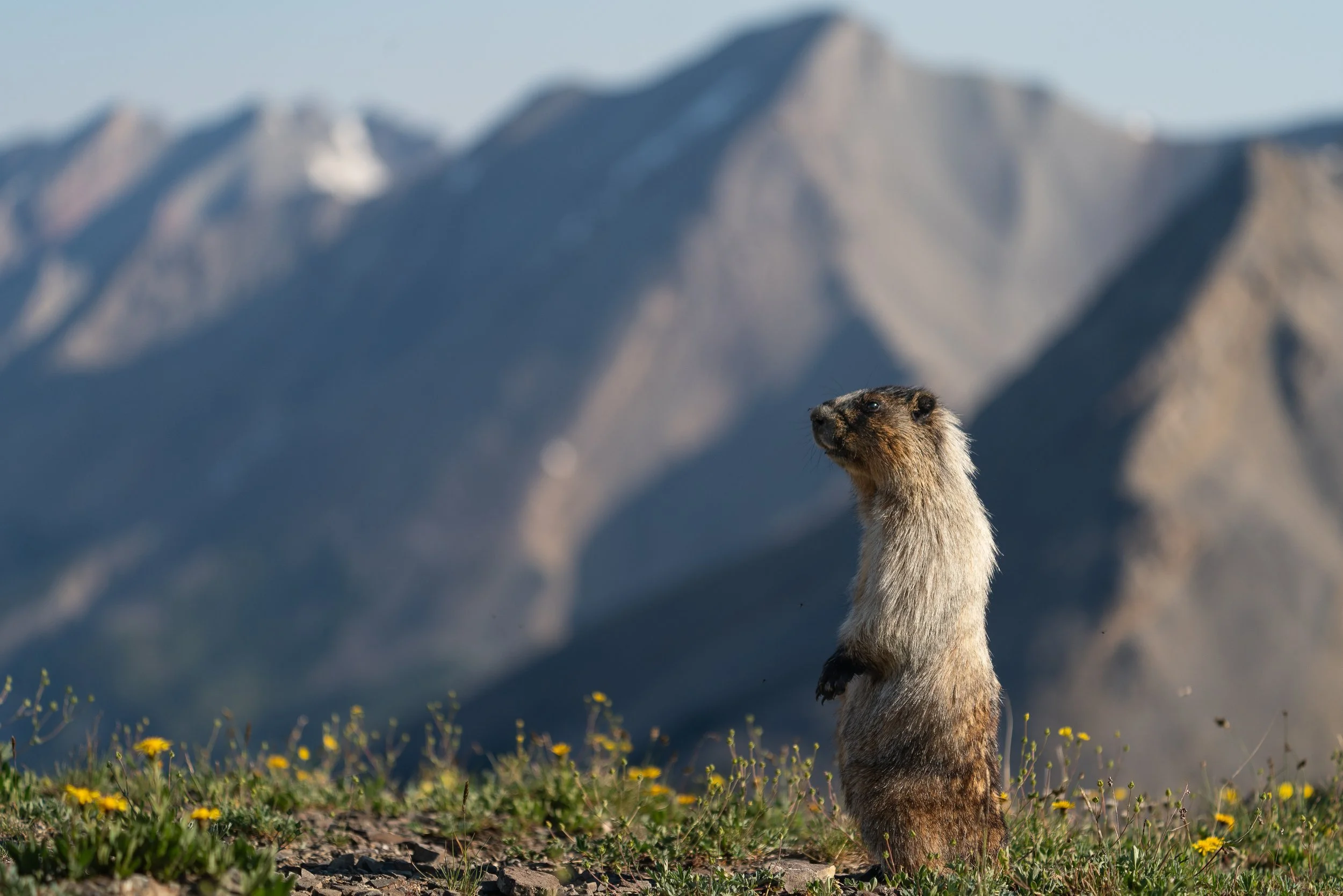 skoki+marmot+ssp(1).jpg