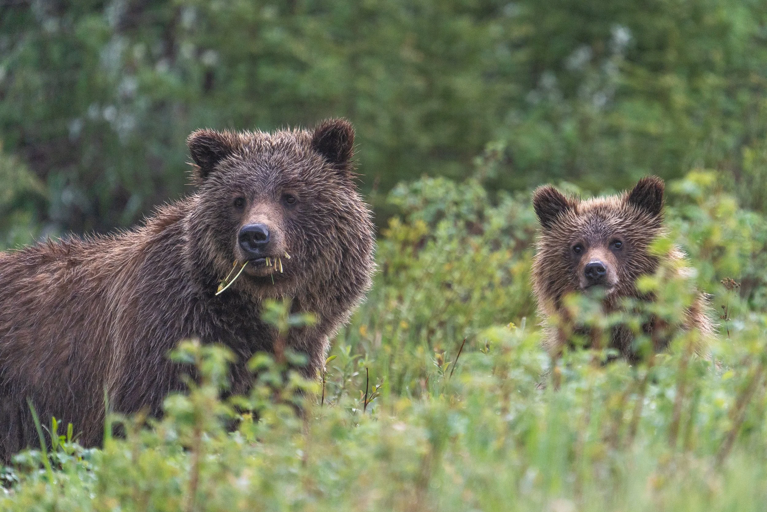smiley+bears+Sspace(1).jpg