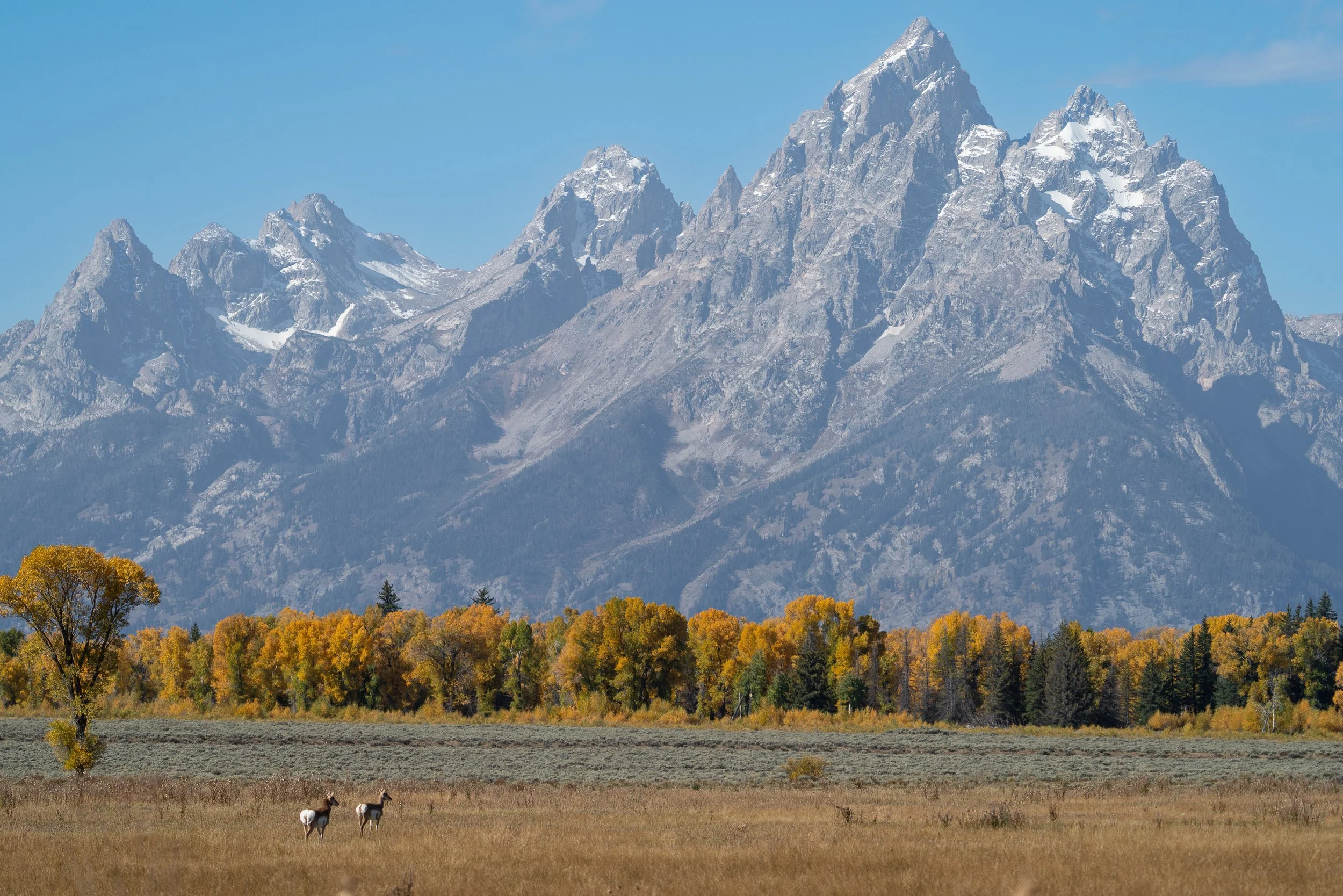 teton+antelope+ssp.jpg